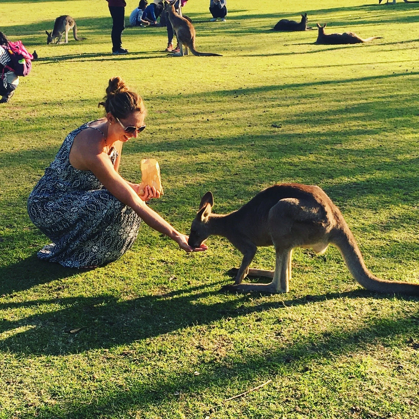 Australia-Lone Pine Koala Sanctuary-Crouching Kangaroo Feeding.JPG