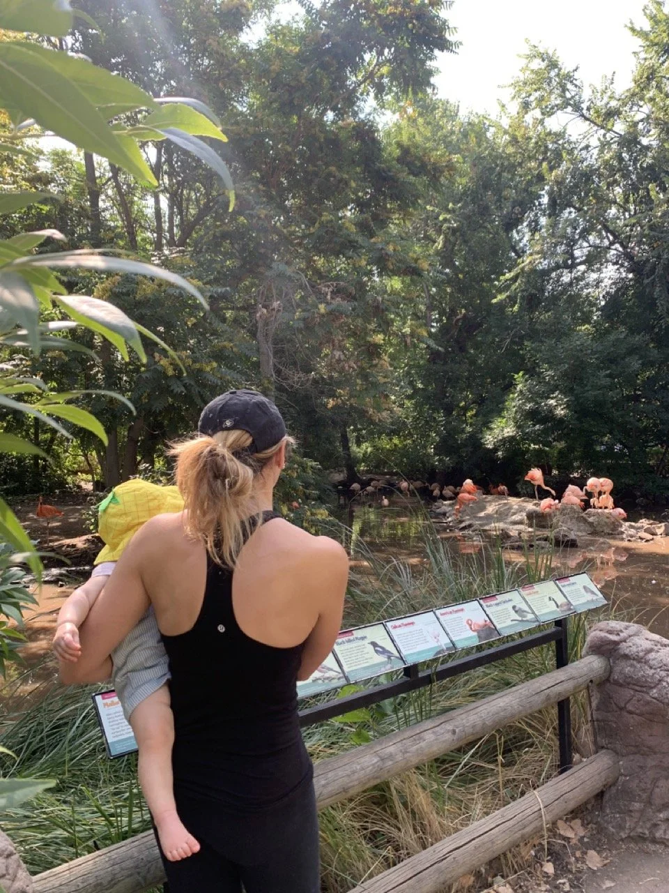 Denver Zoo Flamingos.jpeg