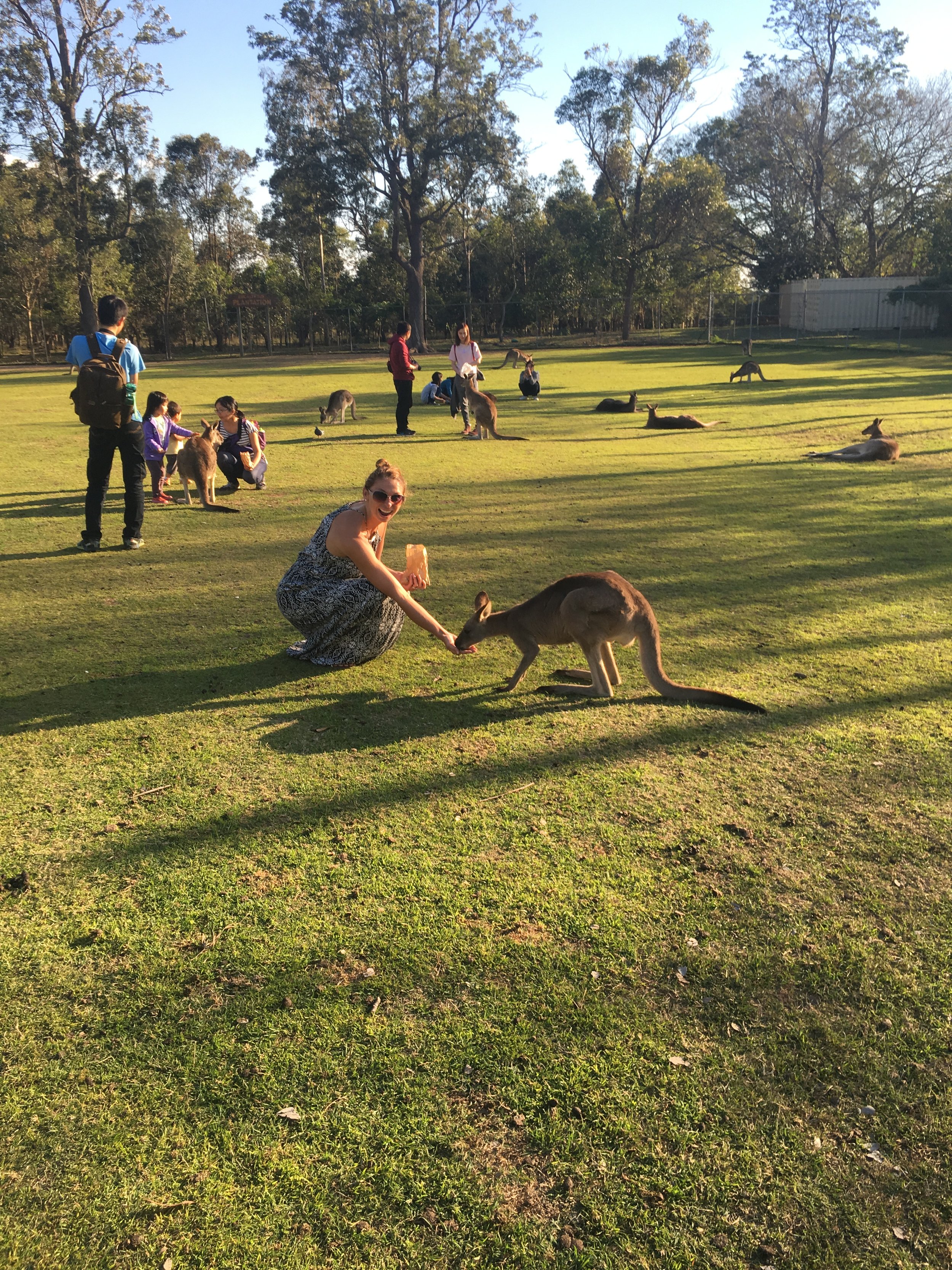 Australia-Lone Pine Koala Sanctuary-Kangaroo Feeding Ground.JPG