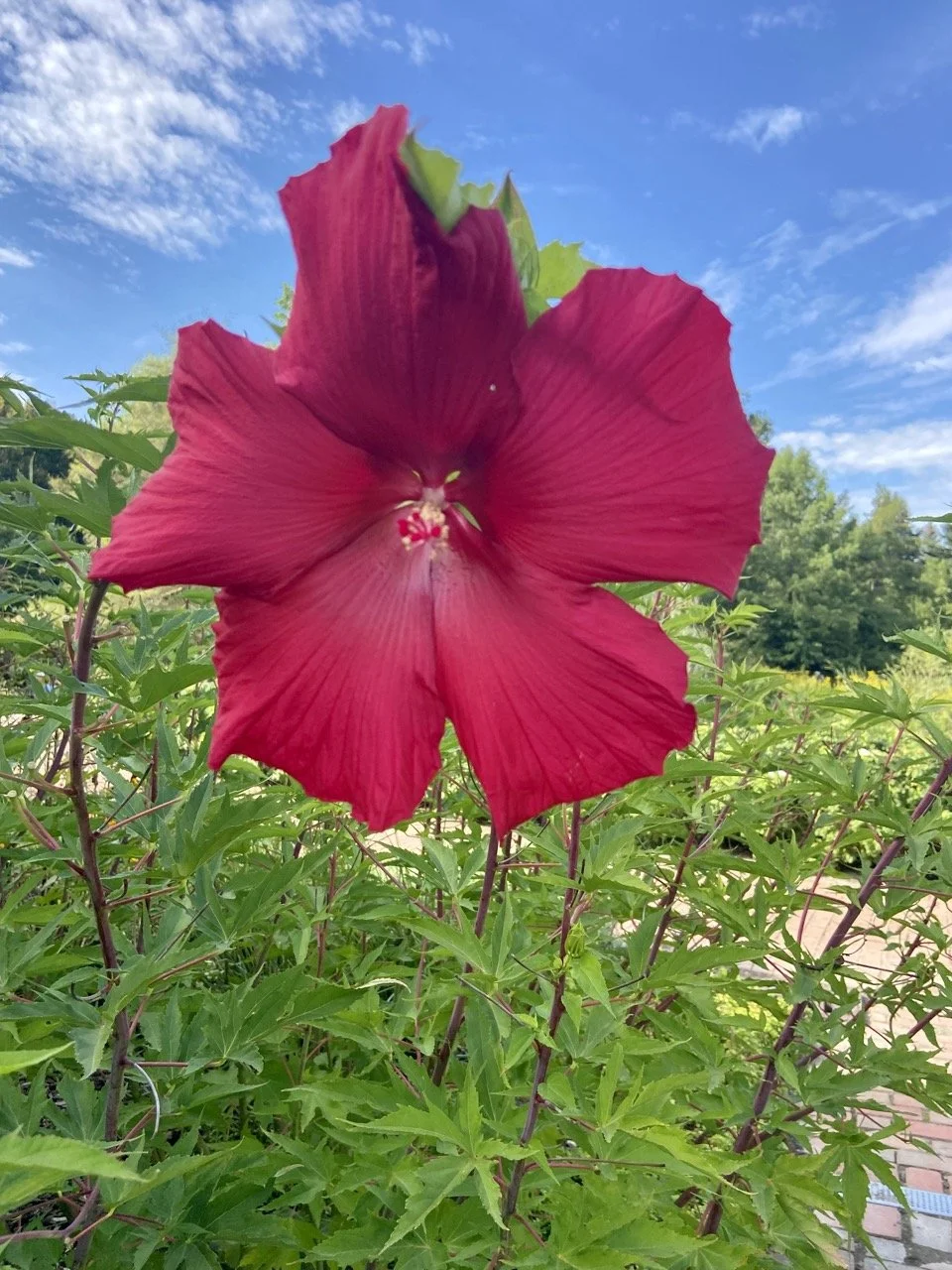 Pink Flower Toledo Botanical Garden.jpeg