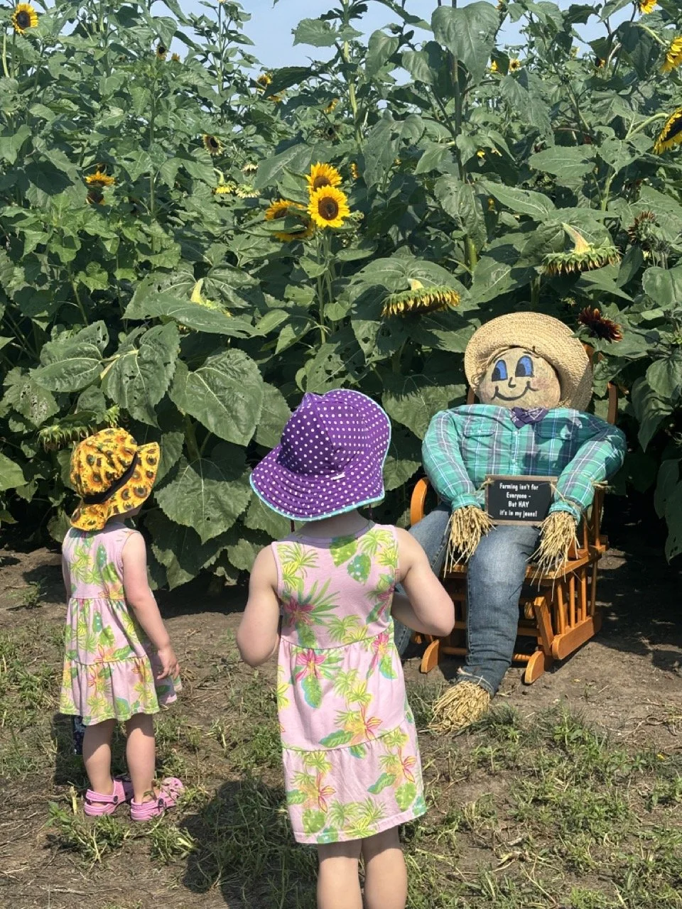 Rader Farms Sunflower Festival Bloomington illinois Scarecrow.jpeg