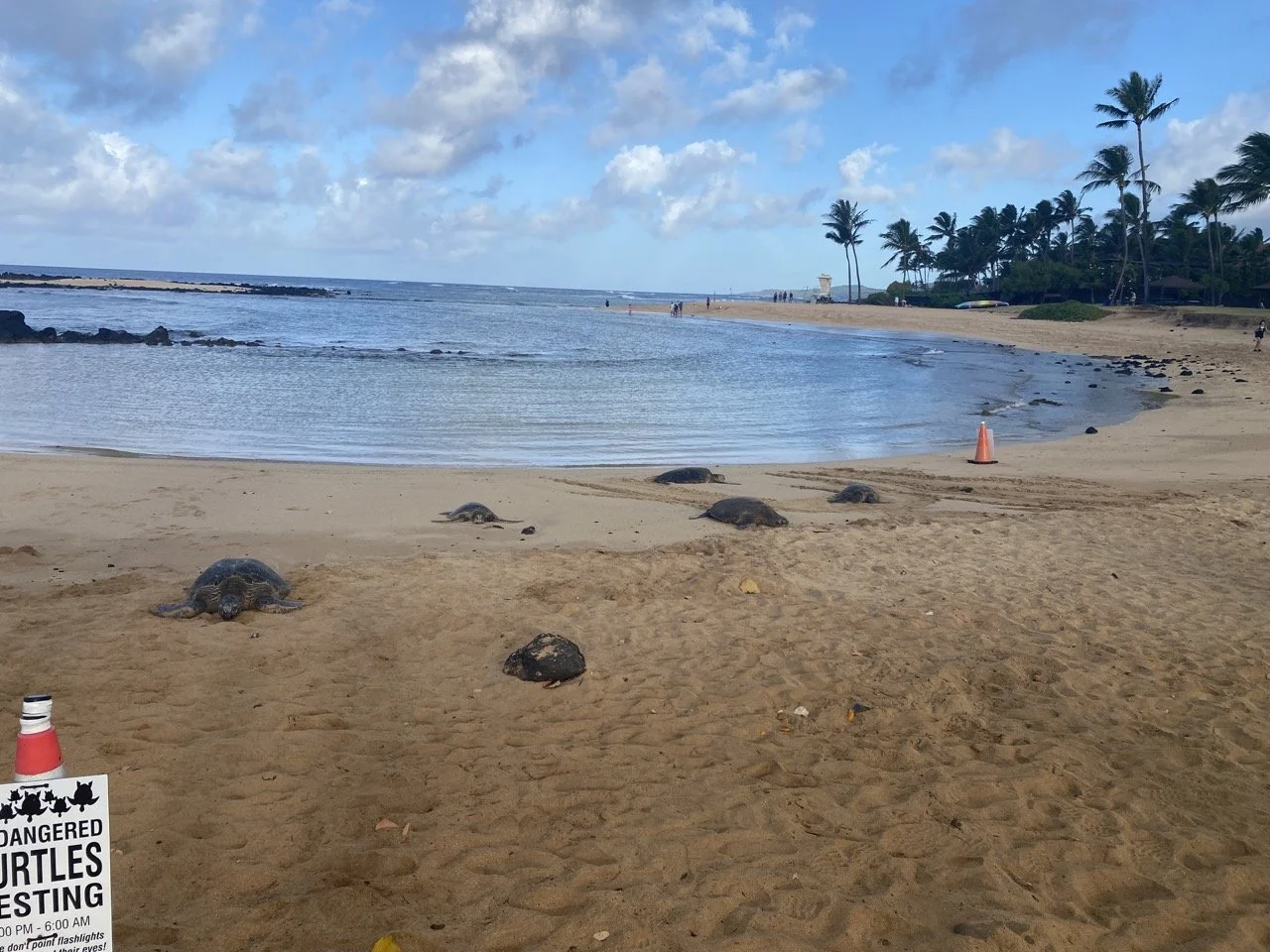 Kuaui-Turtles on the beach.jpeg