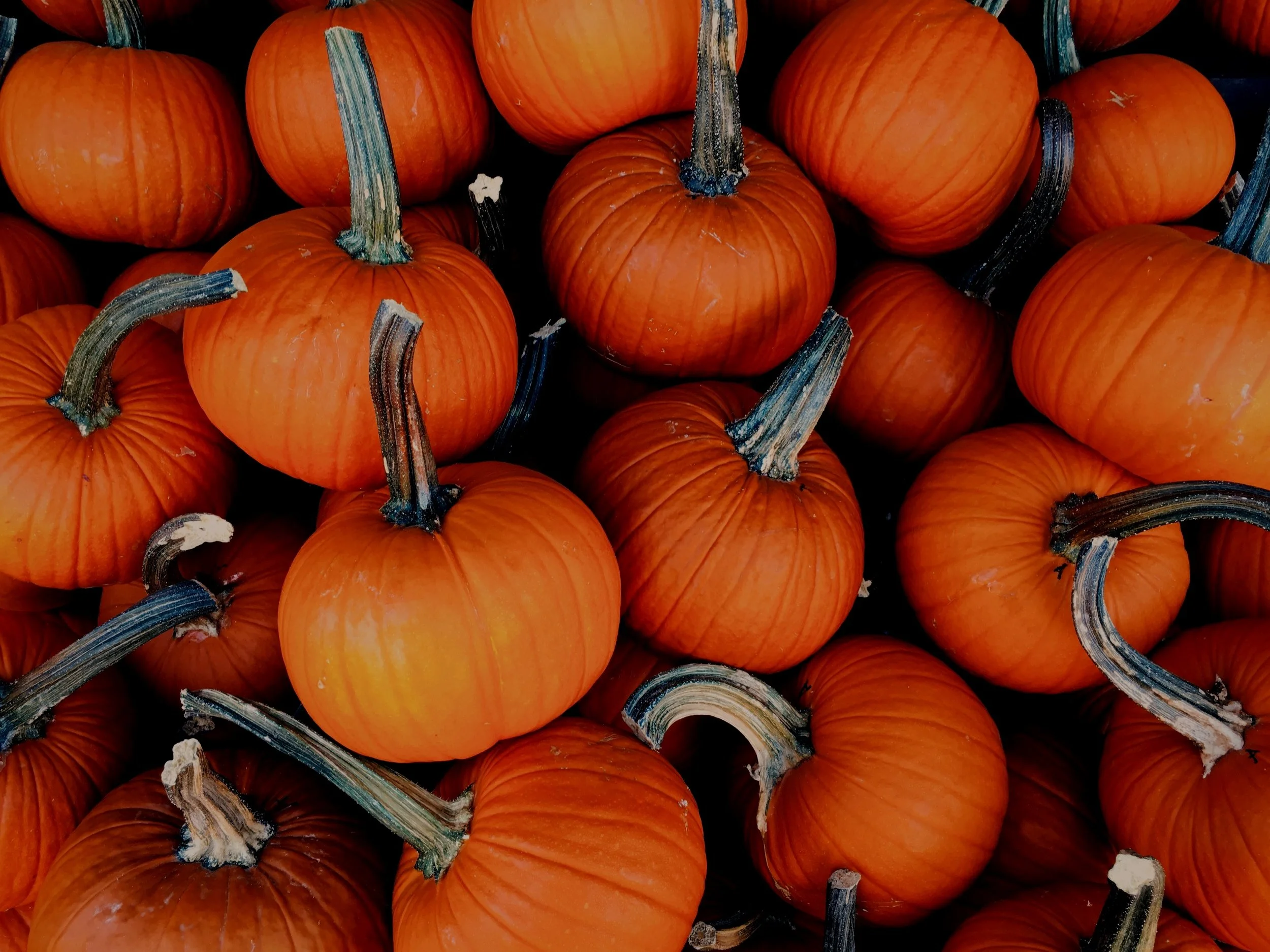A close-up image of multiple small orange pumpkins with their green stems still attached.
