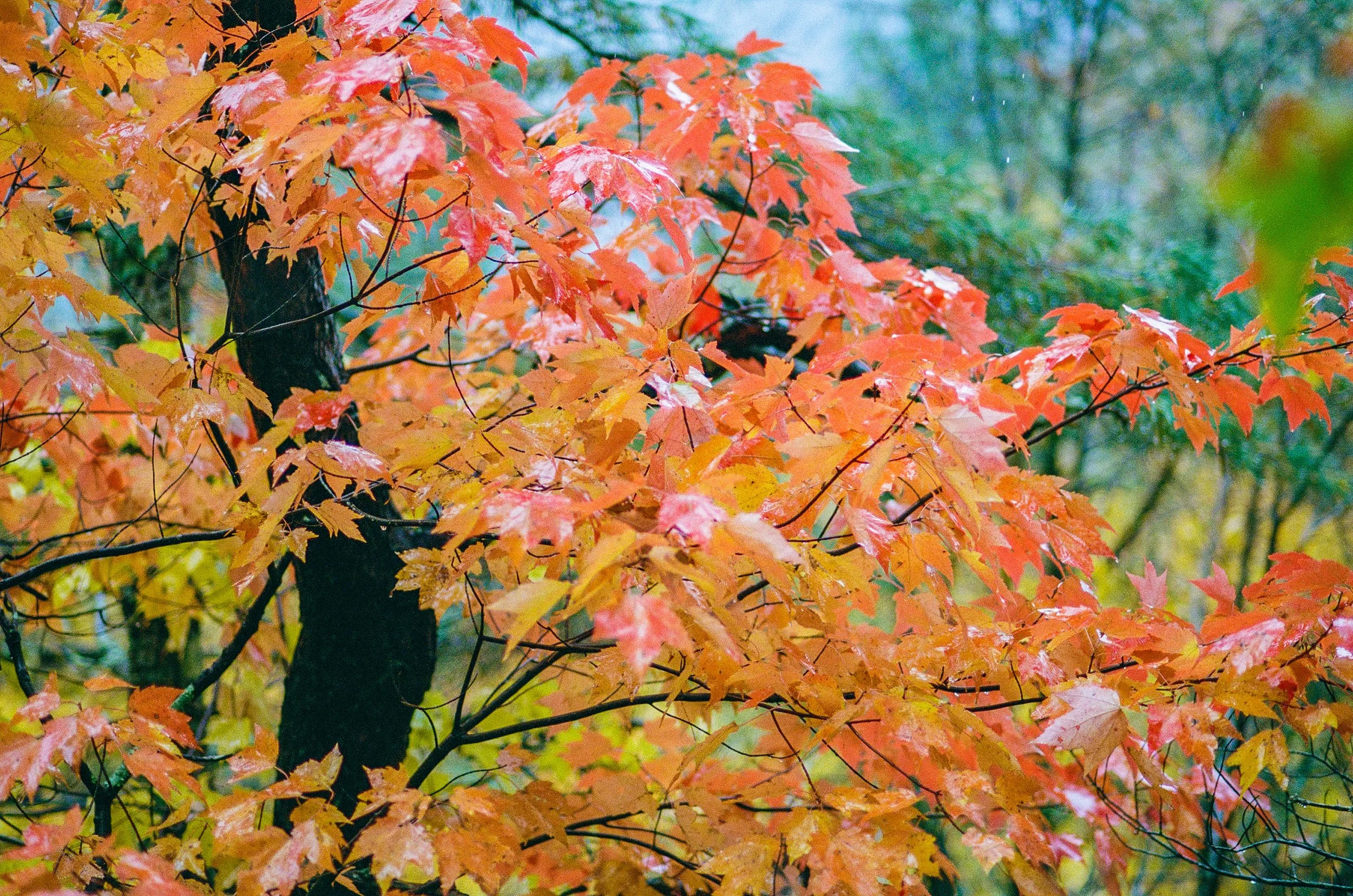 Up in the Berkshires