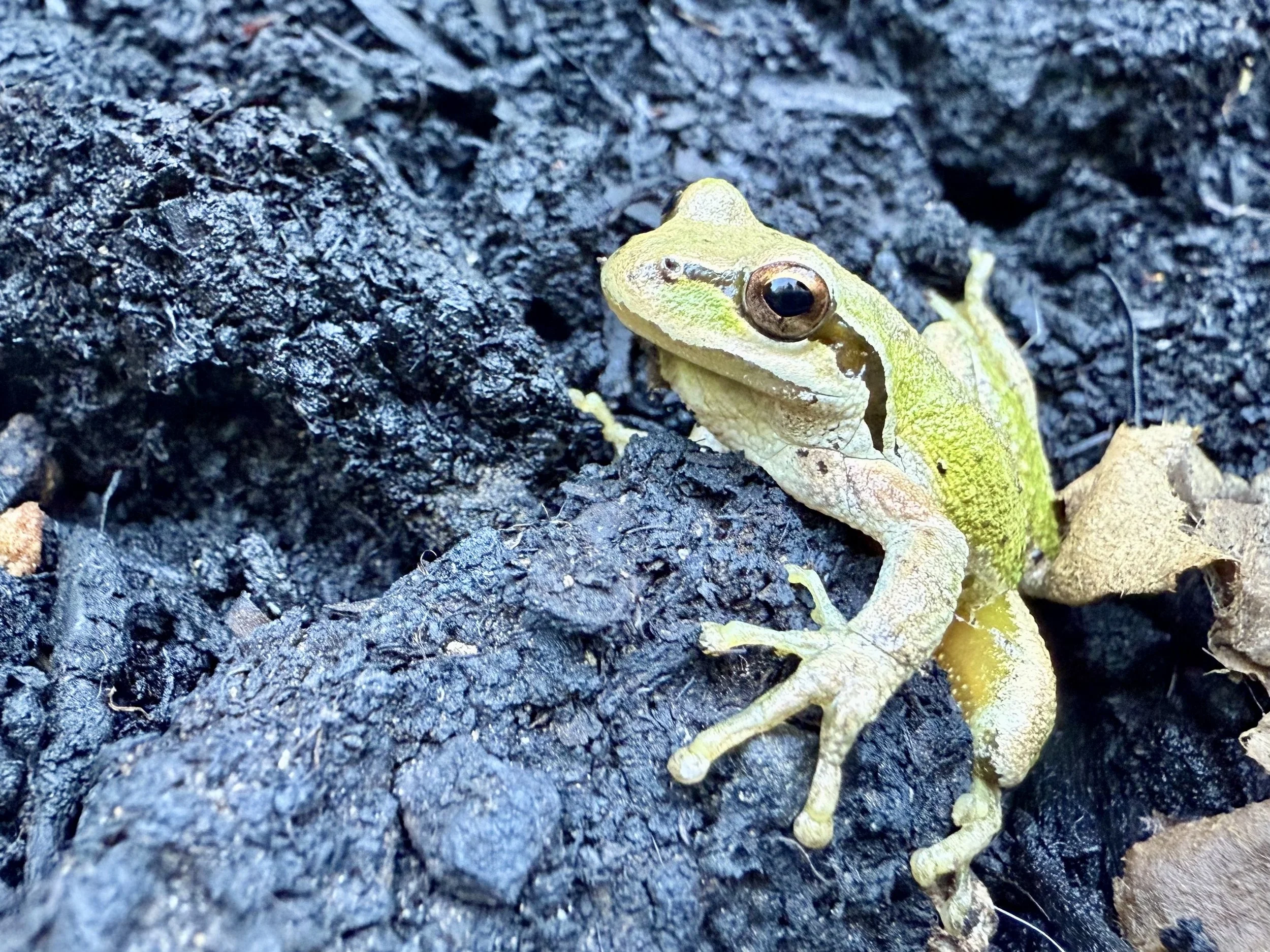 With Love, and Light, and Darkness