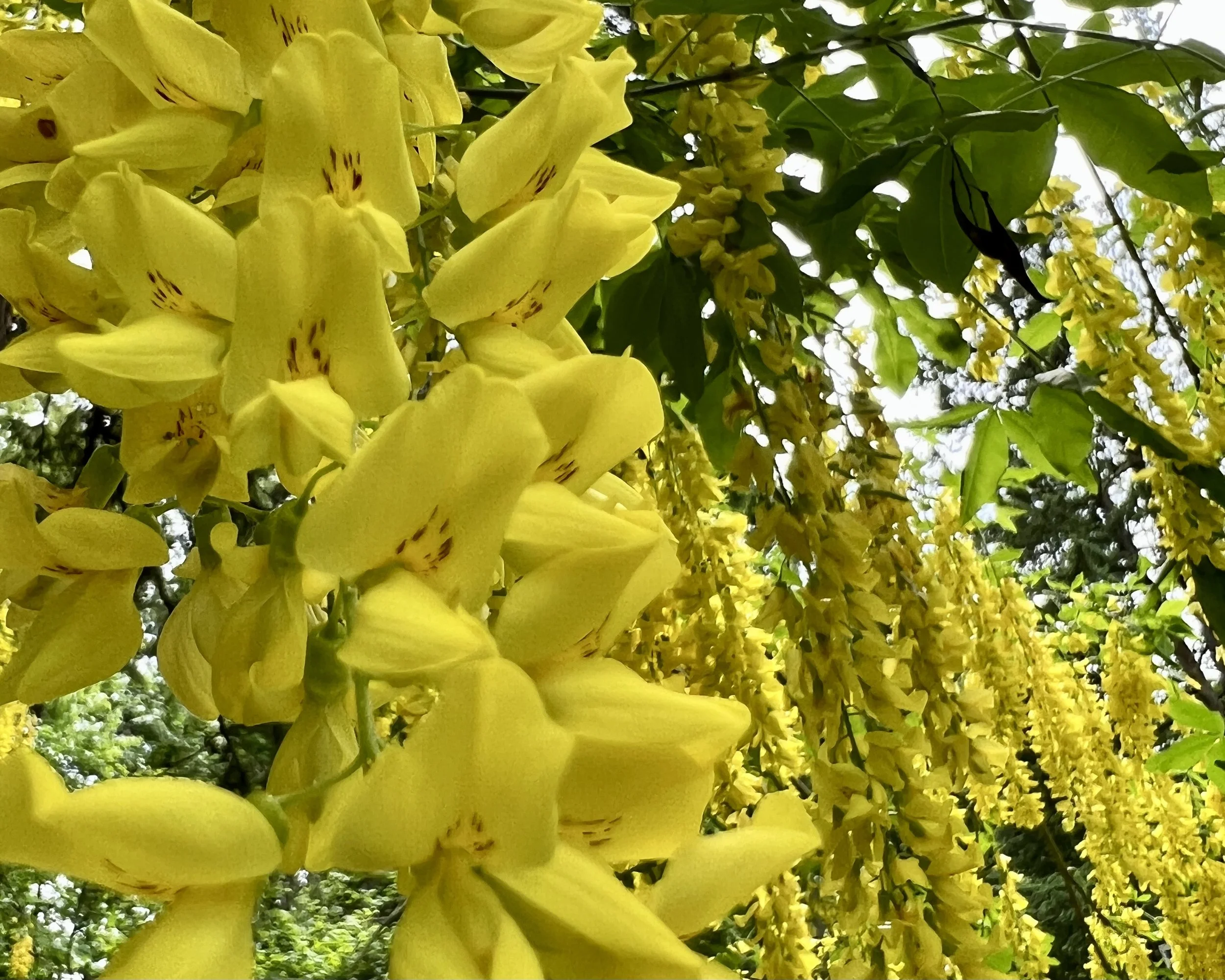 Who are we as embodied arts teachers, and what has our path actually looked like?