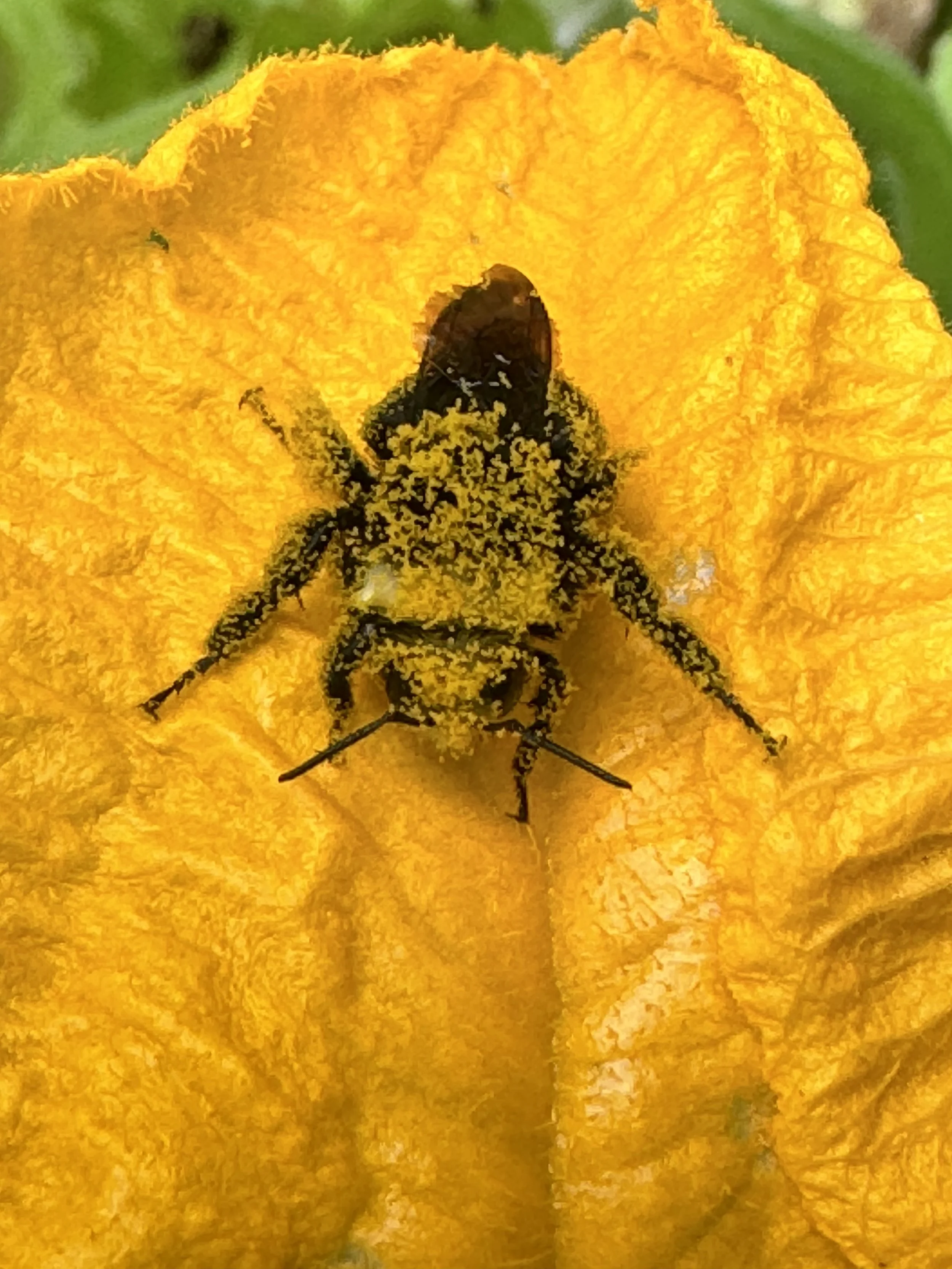 A bee covered in pollen