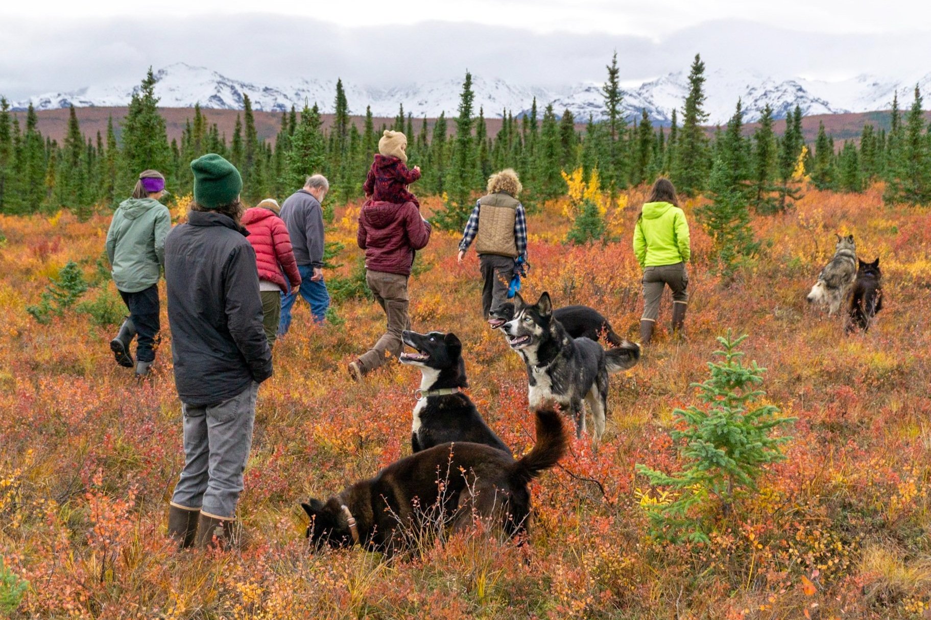 A group of 8 people of all ages and genders walks with Alaskan Husky sled dogs through a tundra landscape toward mountains in Denali National Park