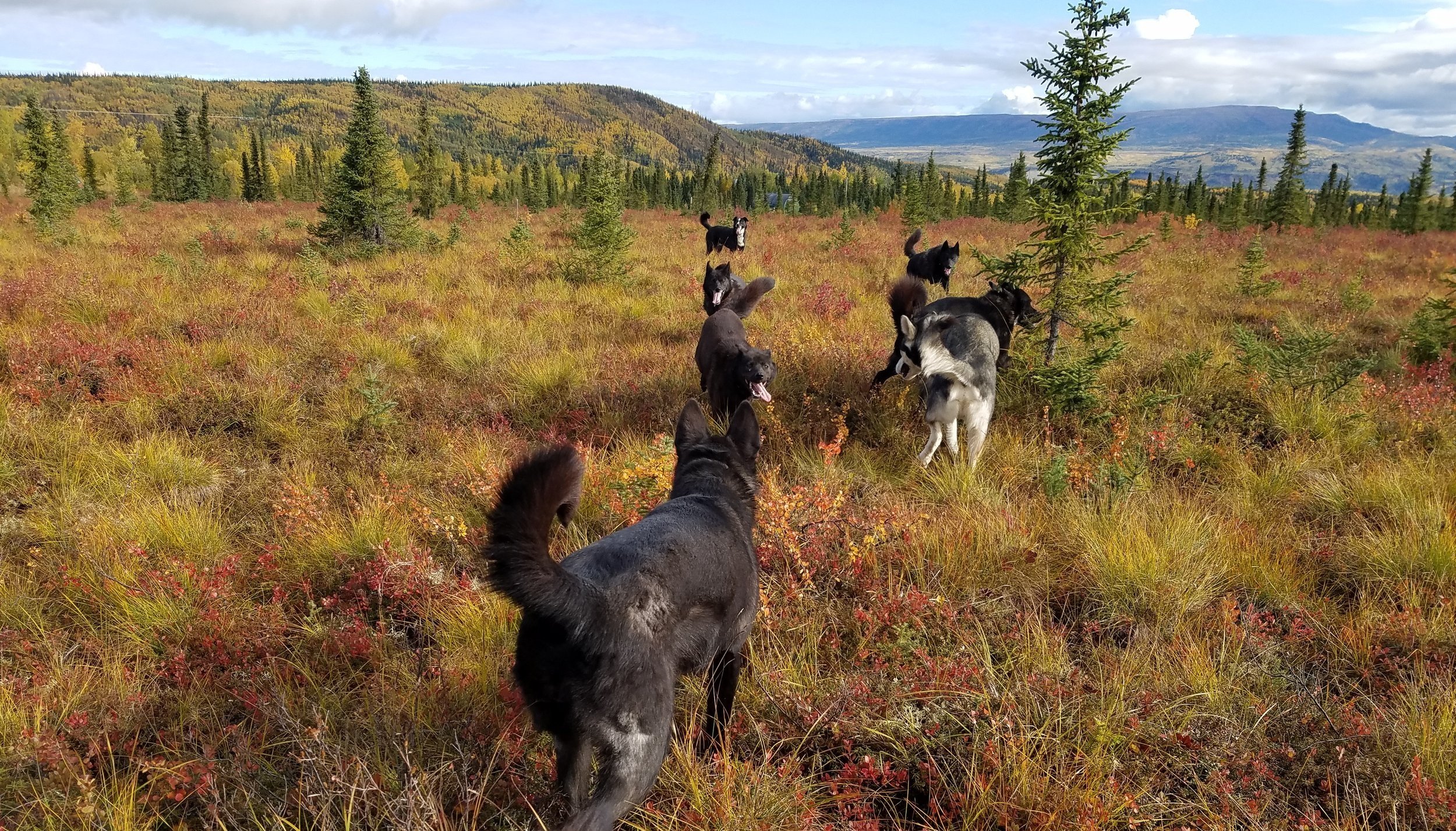 Alaskan Huskies run free through a colorful tundra landscape near Denali National Park