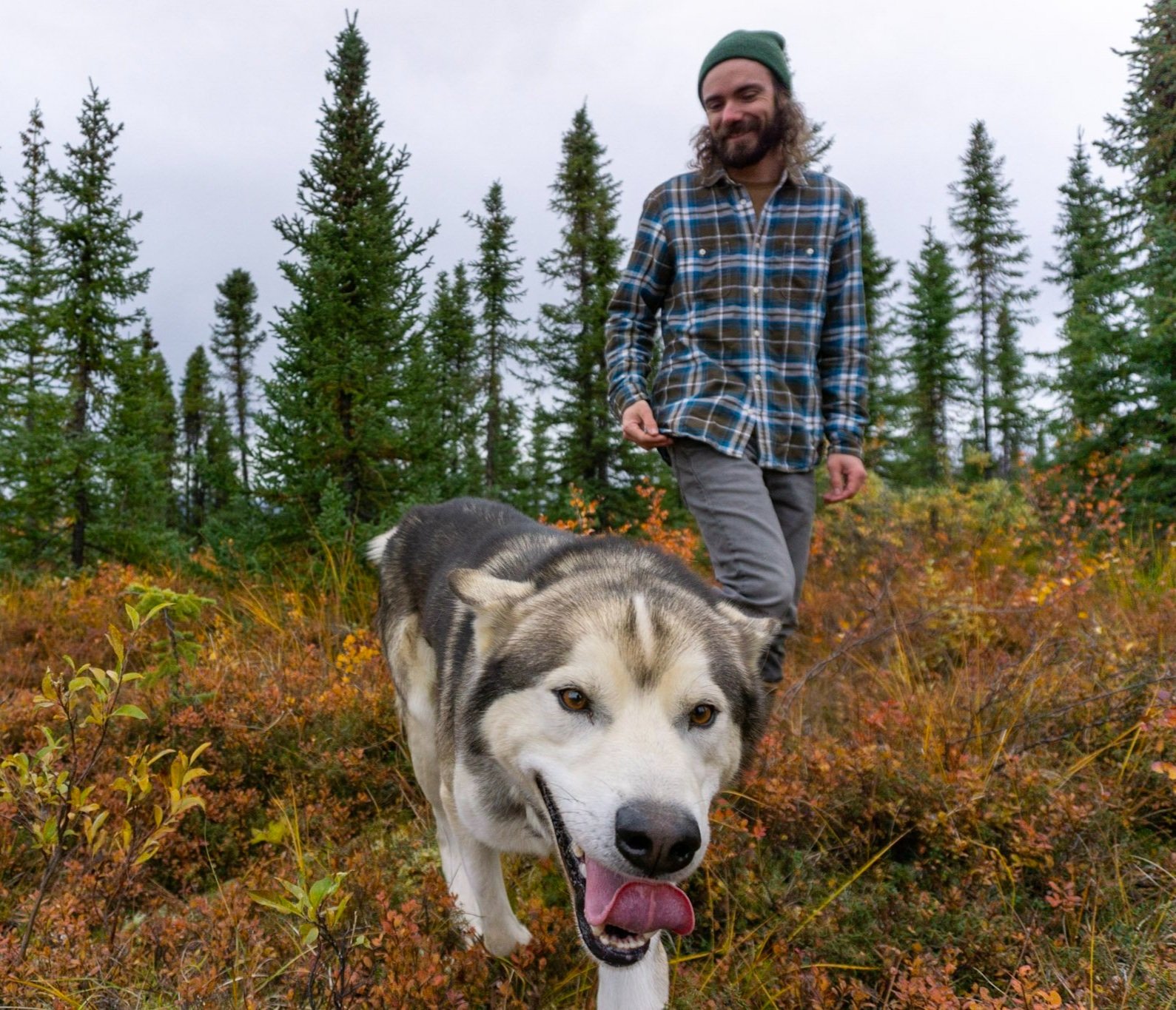 An alaskan husky and male guide wearing a plaid shirt walk together through the tundra