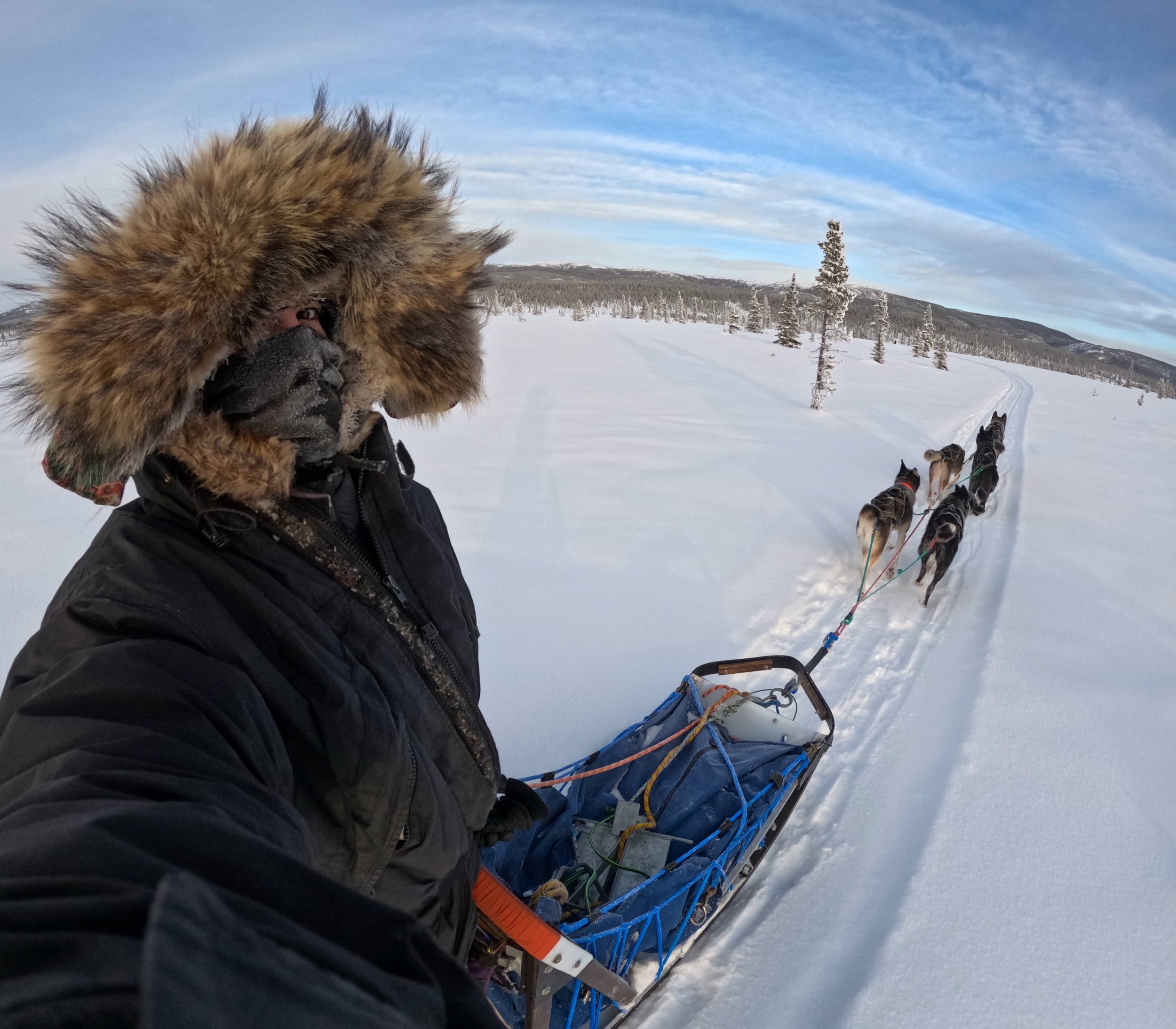 A person with a fur ruff and winter parka mushes a team of 5 Alaskan Husky sled dogs down a snowy trail outside of Denali National Park and Preserve