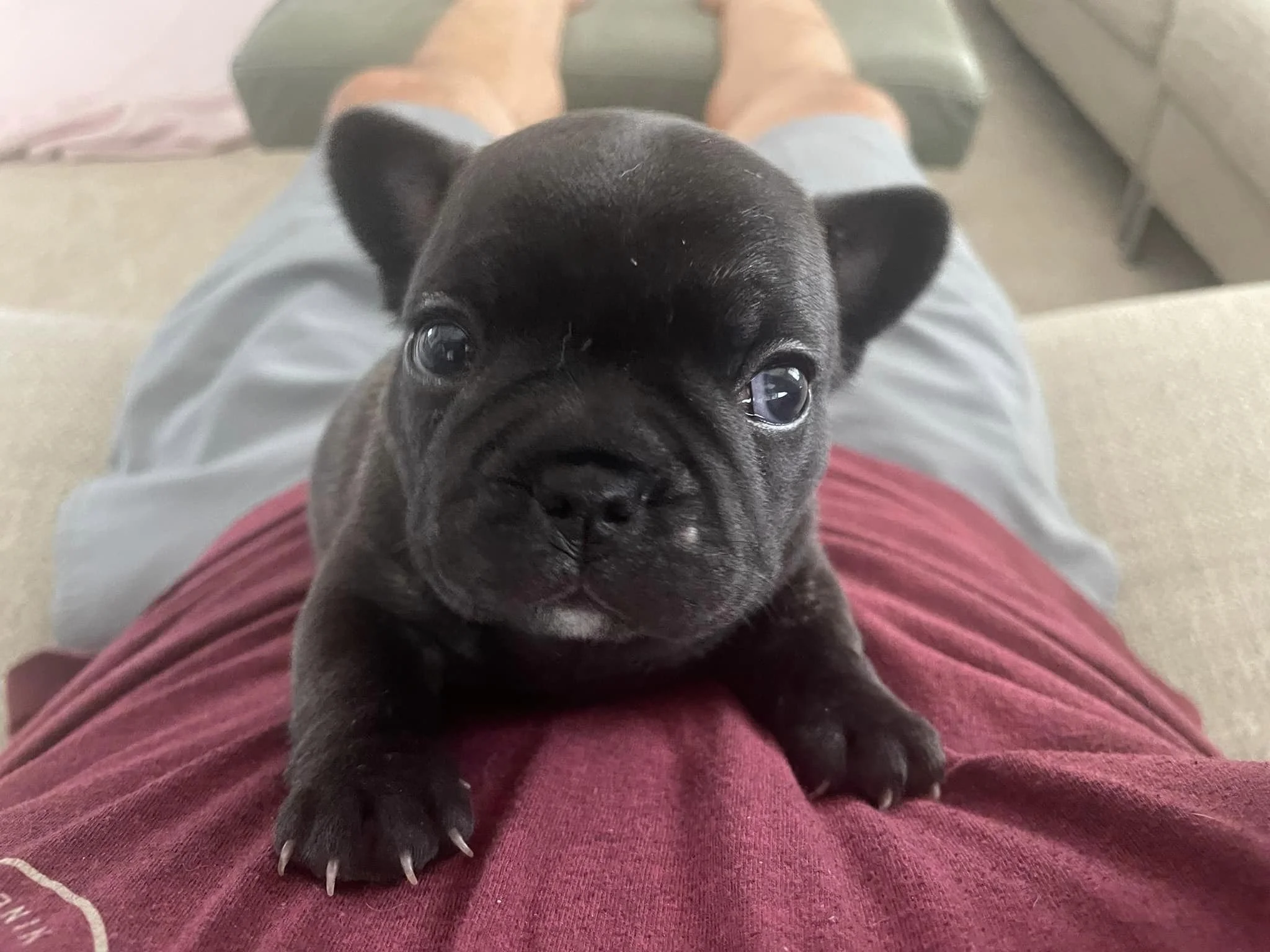 Becky and Her Puppies3.jpg