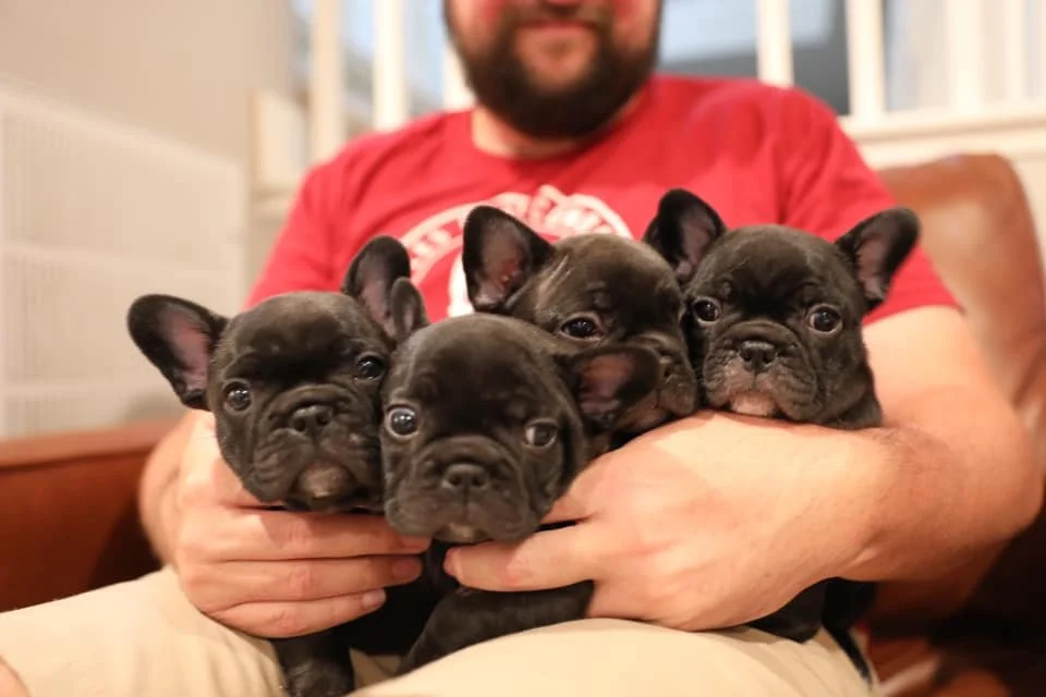 Pile of Puppies.jpg