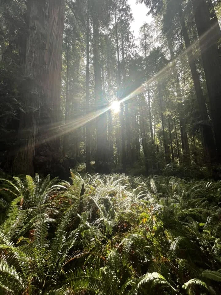 Redwood 1.jpg