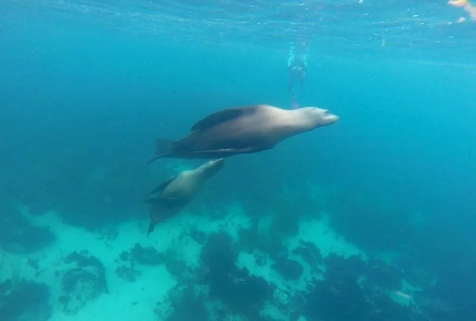 Snorkeling La Jolla.jpg