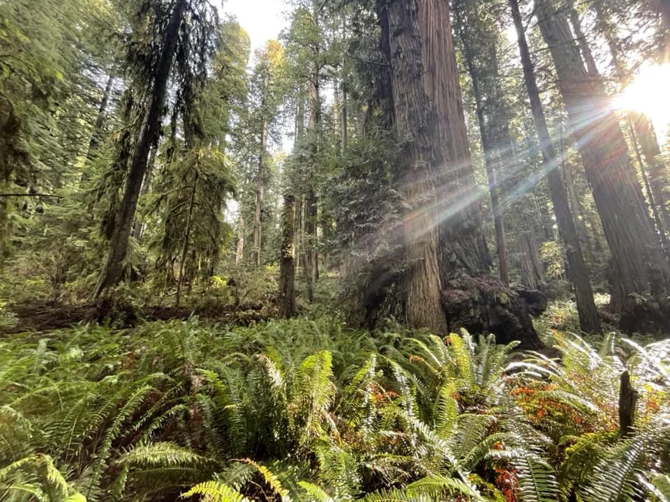 Redwood Sunbeam.jpg
