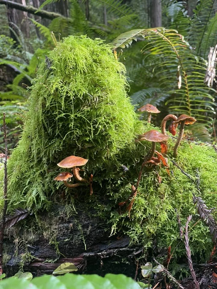 Redwood Mushrooms.jpg