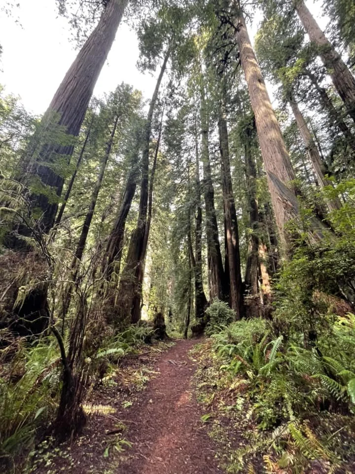 Redwood Hike.jpg