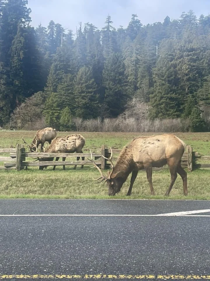Redwood Elk.jpg