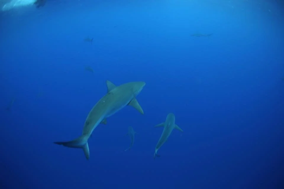 Shark Diving.jpg