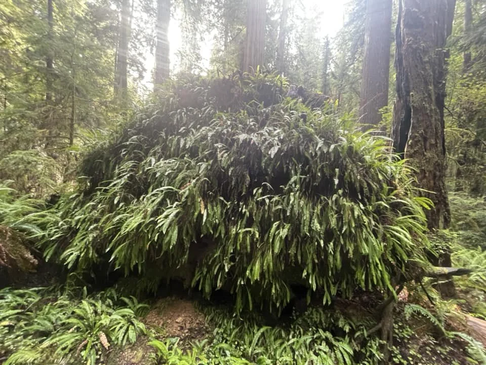 Fern Bushes growing on redwood.jpg