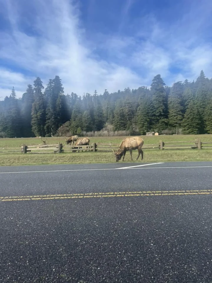 Elk Redwoods.jpg