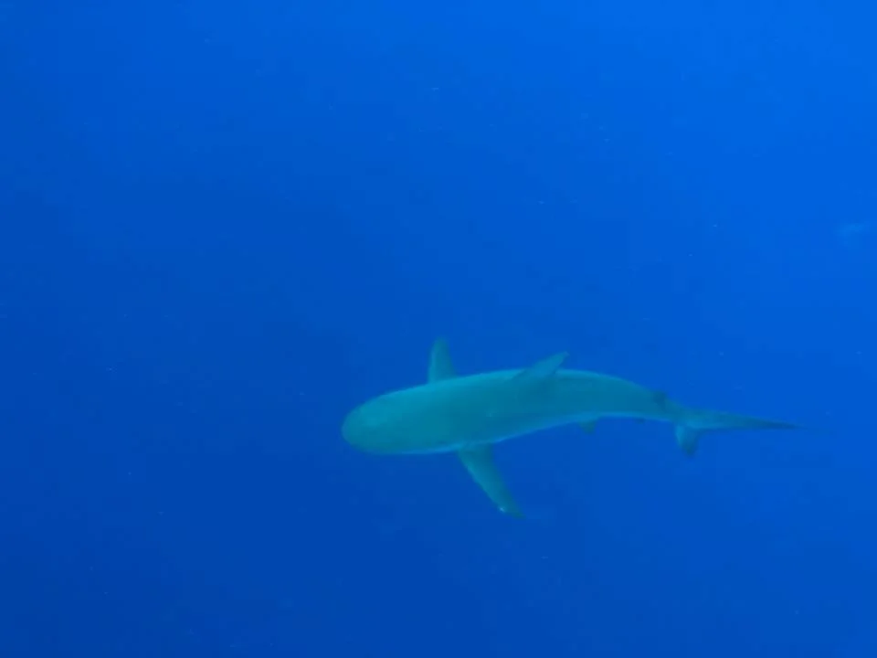 Shark Diving1.jpg