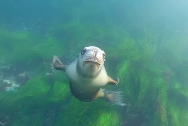 Sea Lion in La Jolla.jpg