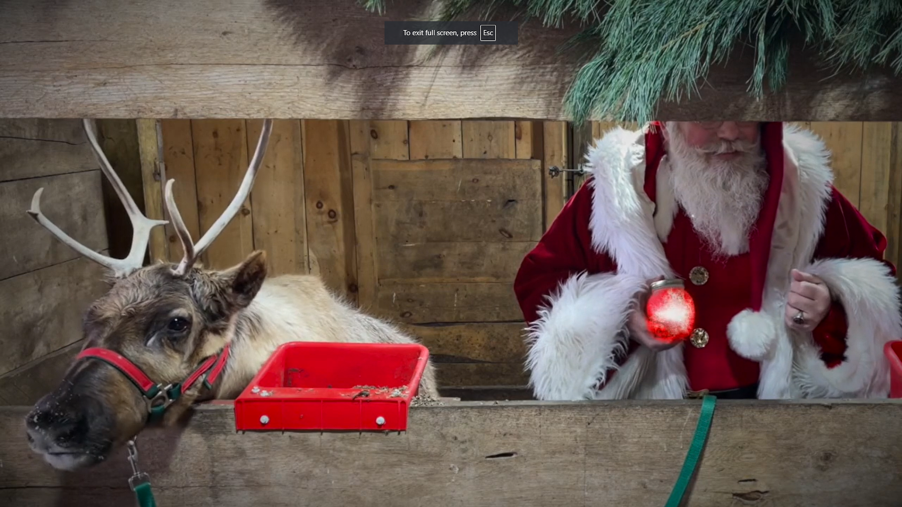 reindeer cam.png