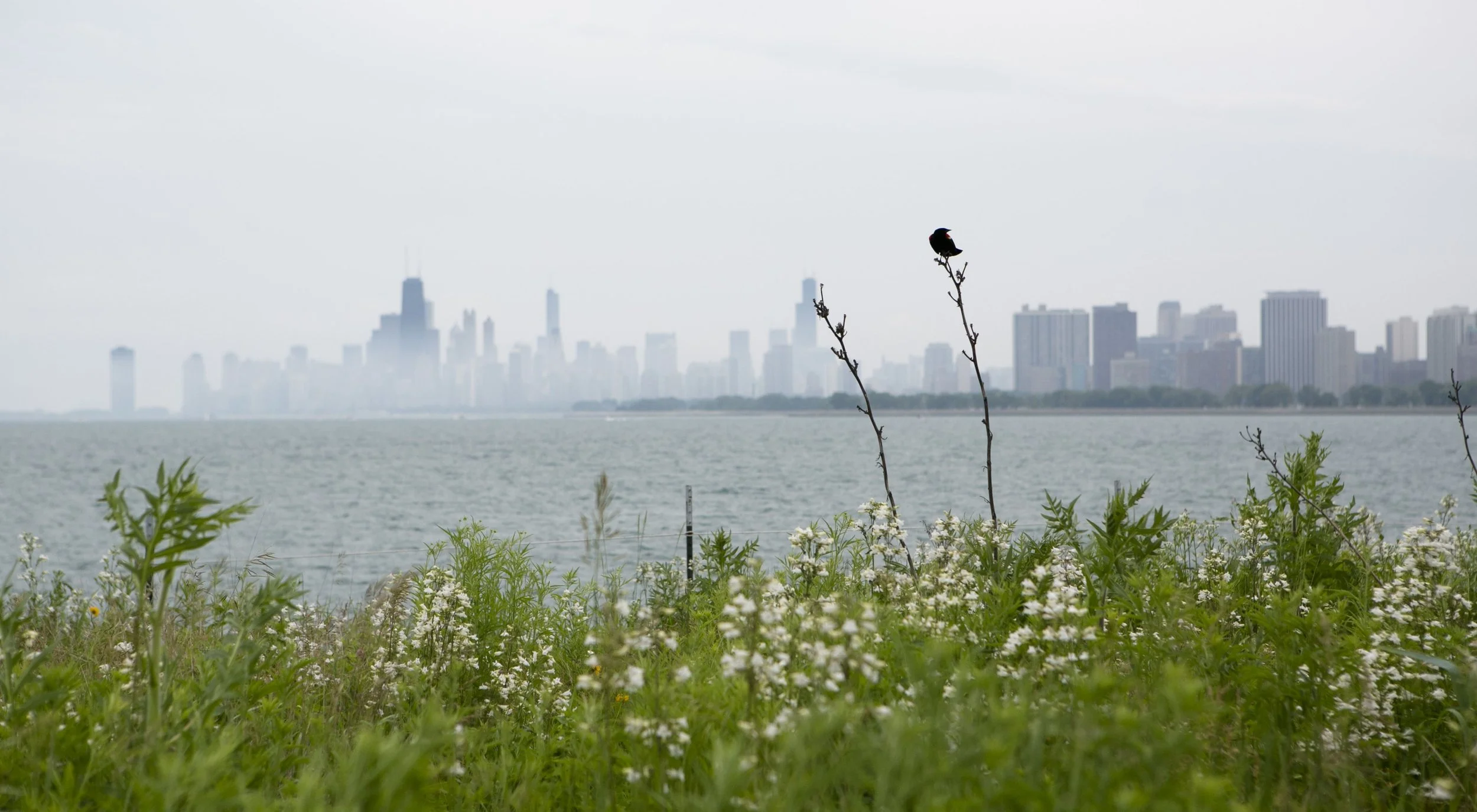 montrose_dunes_chicago_skyline.jpeg