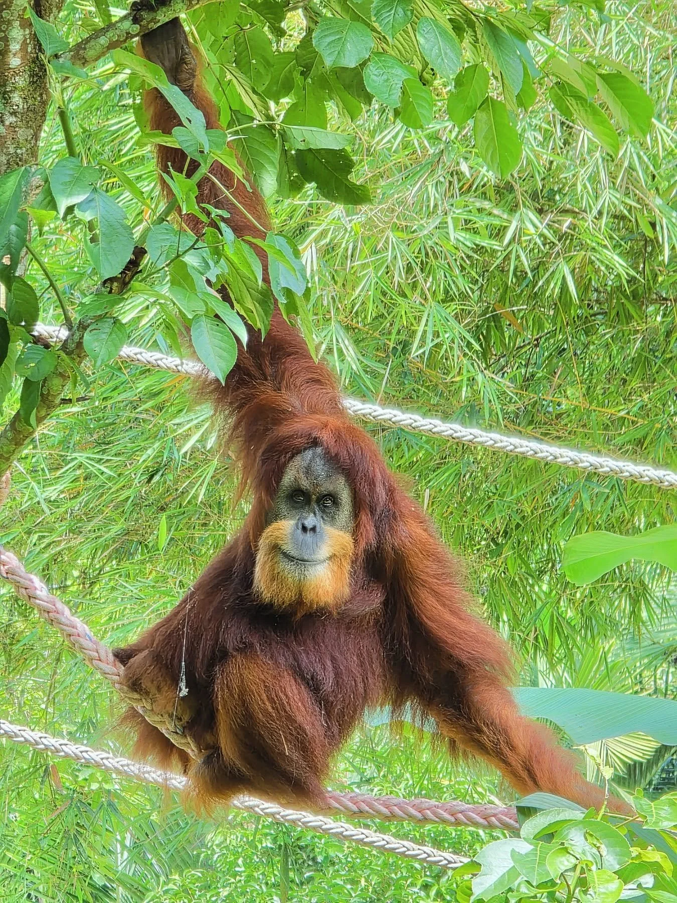 The very lovely Dek Nong at @orangutanhaven today. Our Orangutan Haven Field Trip group is spending the week here, installing additional arboreal pathways for the orangutans to locomote in a natural way and provide arboreal connectivity between trees