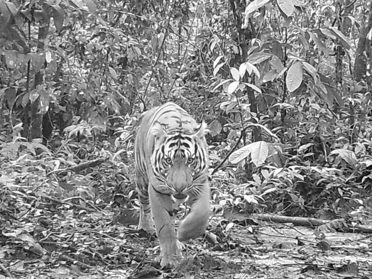 Tiger head on.png