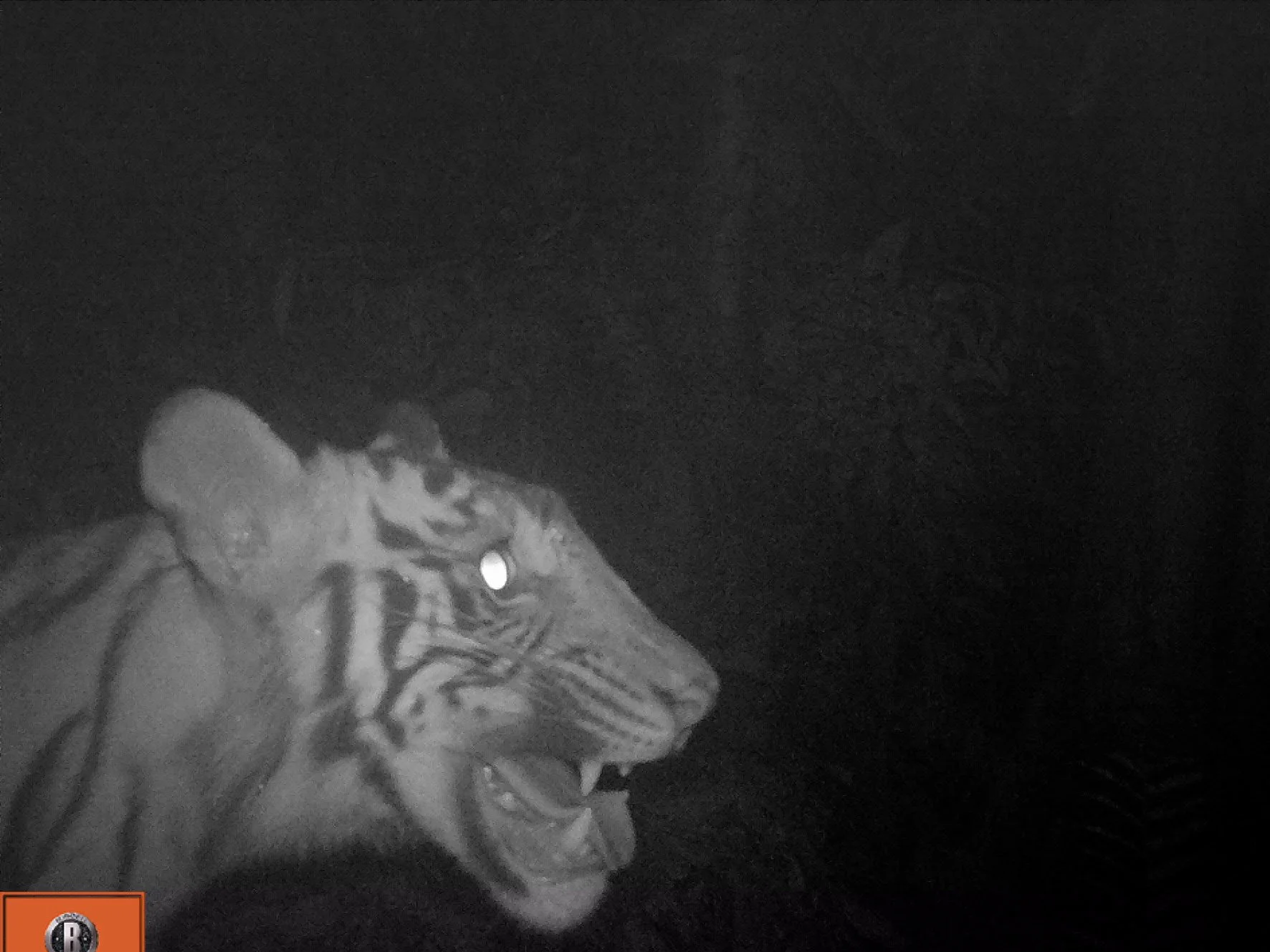 Sumatran Tiger Expedition 2 |  May 2027