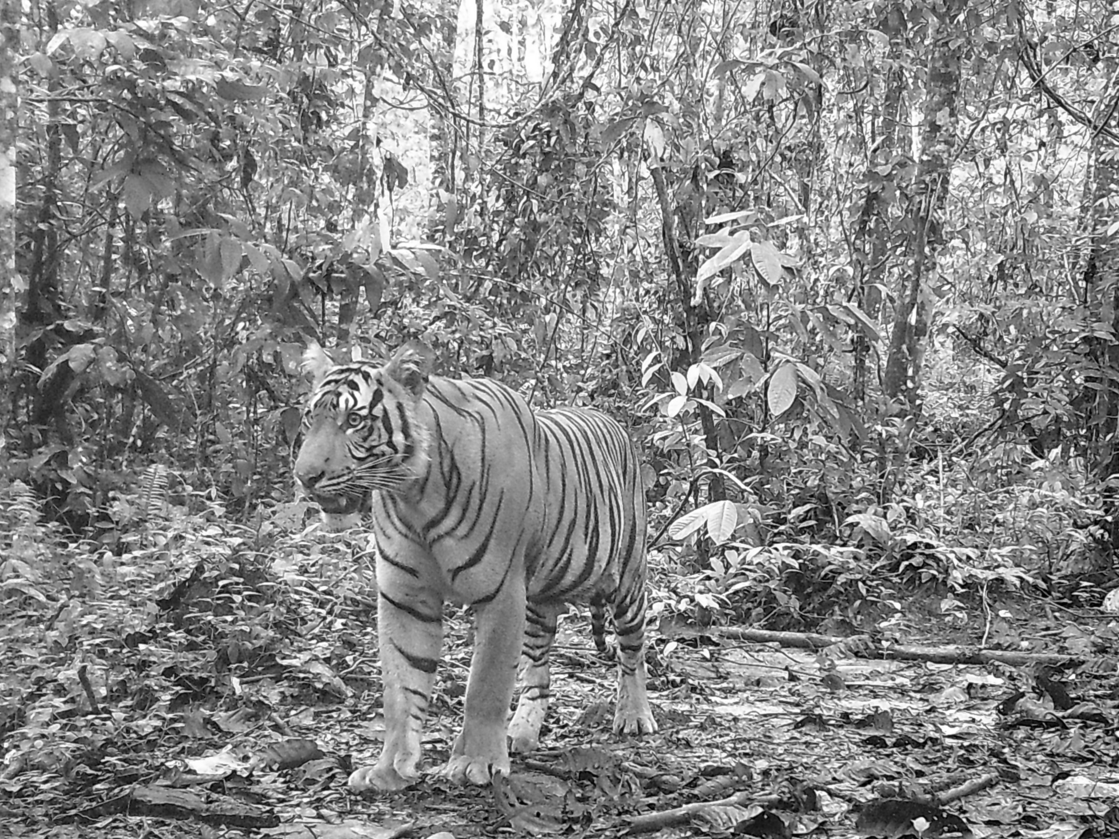 Good tiger shot.png