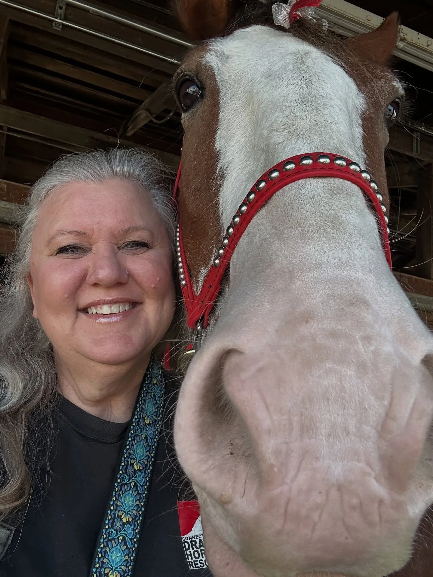 Getting ready for the Big Parade! 

🐴❤️🐴