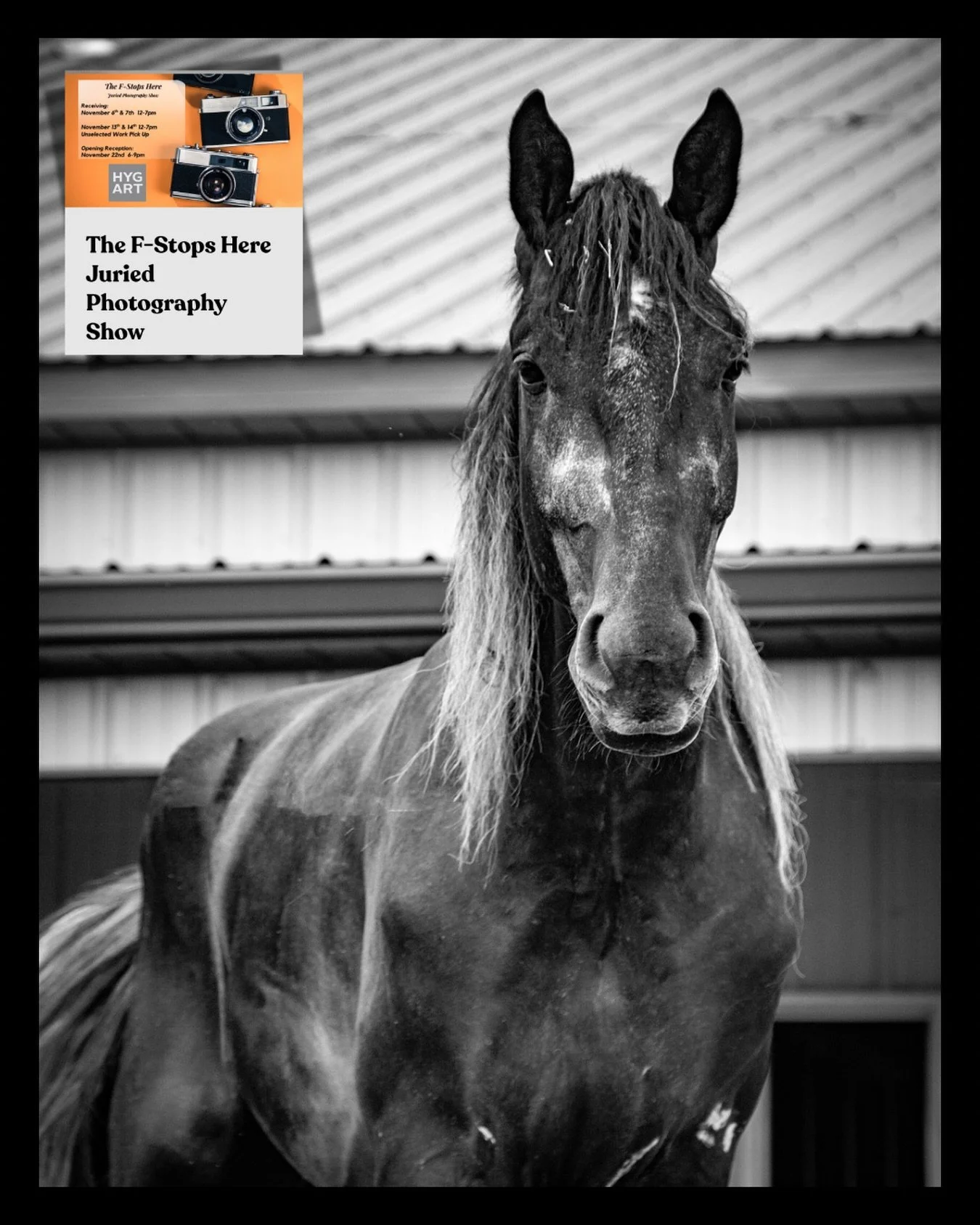 I&rsquo;m so happy that my photo of Max was selected for The F-Stops Here Juried Photography Show at Hygienic Art!  Max is a 3 year old Percheron at the Connecticut Draft Horse Rescue, and has a special place in my heart. The opening reception is Sat