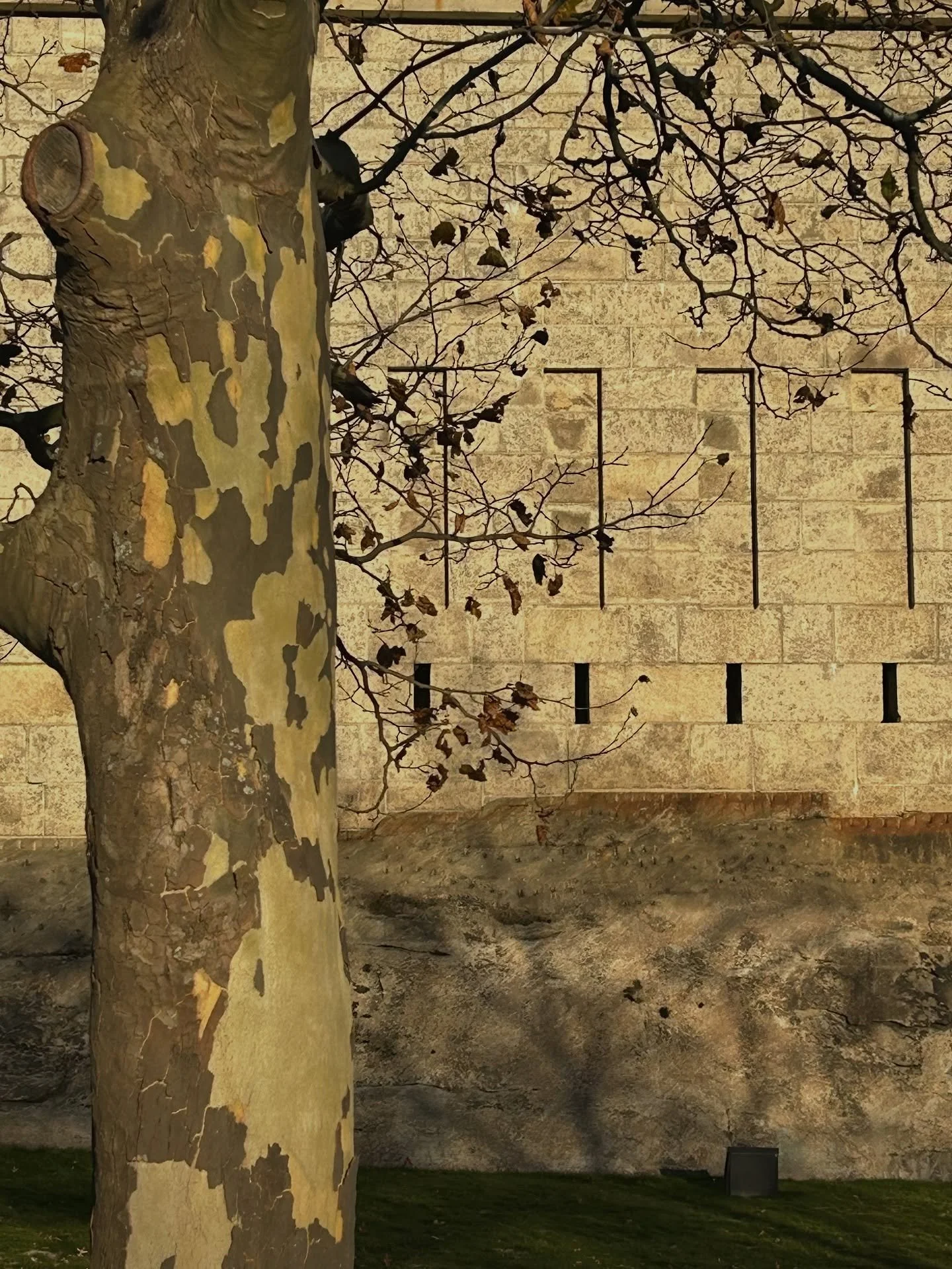 The sycamore and Fort Trumbull