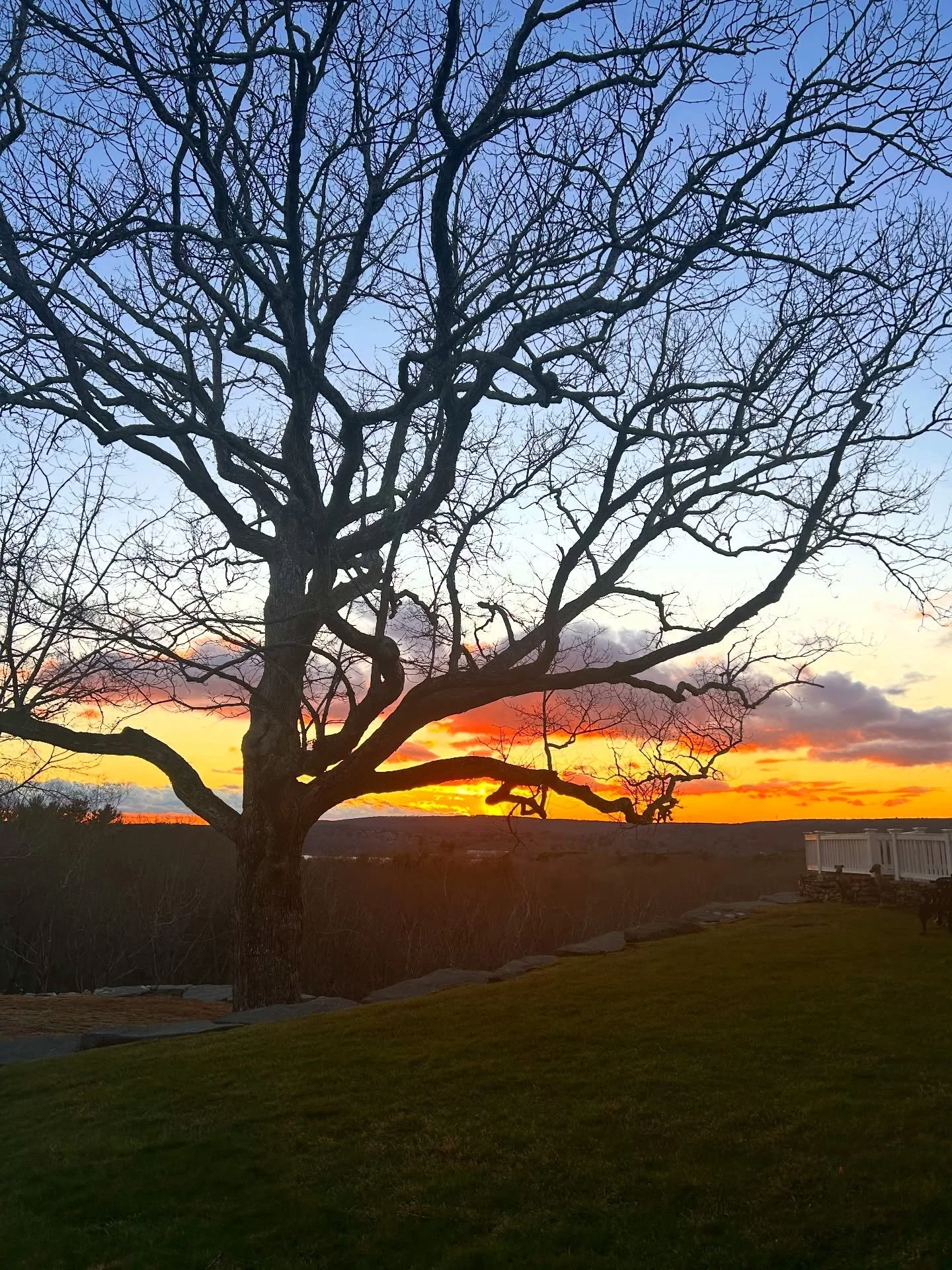 I love a dramatic sunset and a grand tree! 🌅