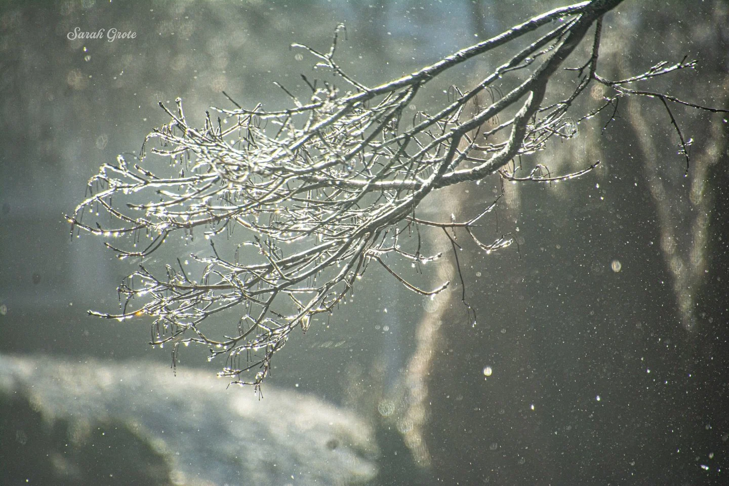Yesterday&rsquo;s sleet encapsulated the branches, while this morning&rsquo;s sunshine helped to melt it away. 

Drip DRip DRIP driP *sparkle*