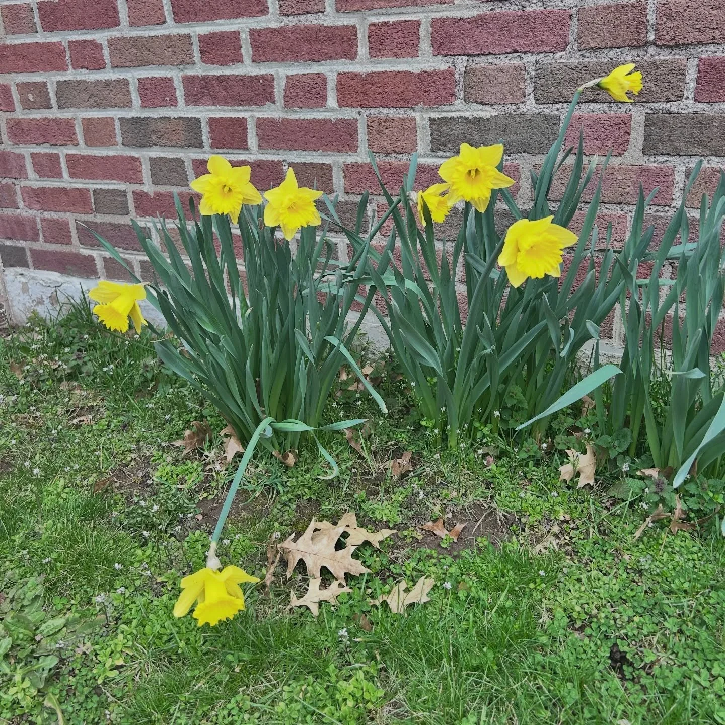 Seeing the daffodils in full bloom for the first time in Spring 2026! 🌼