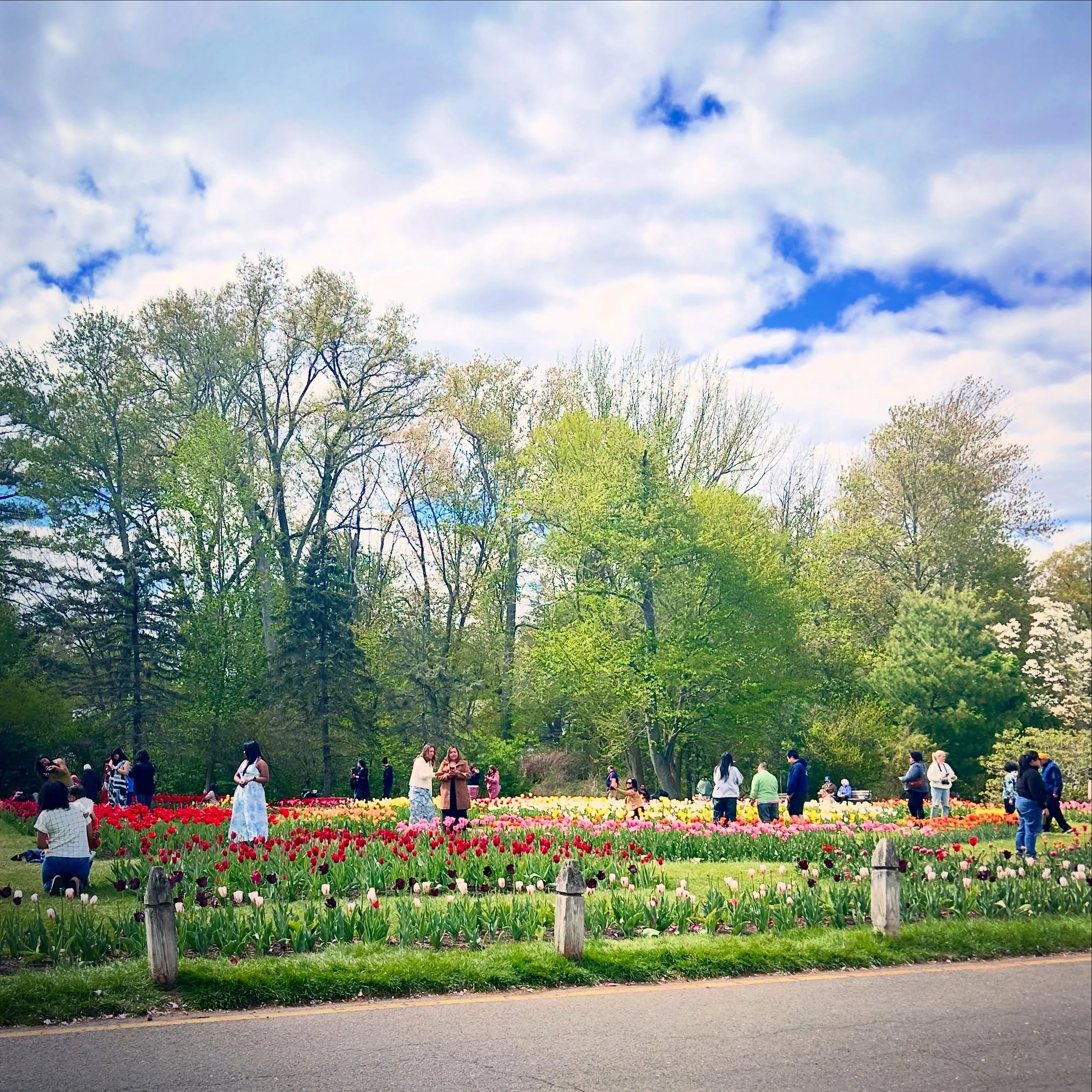 A beautiful day to tiptoe through the tulips 🌷
