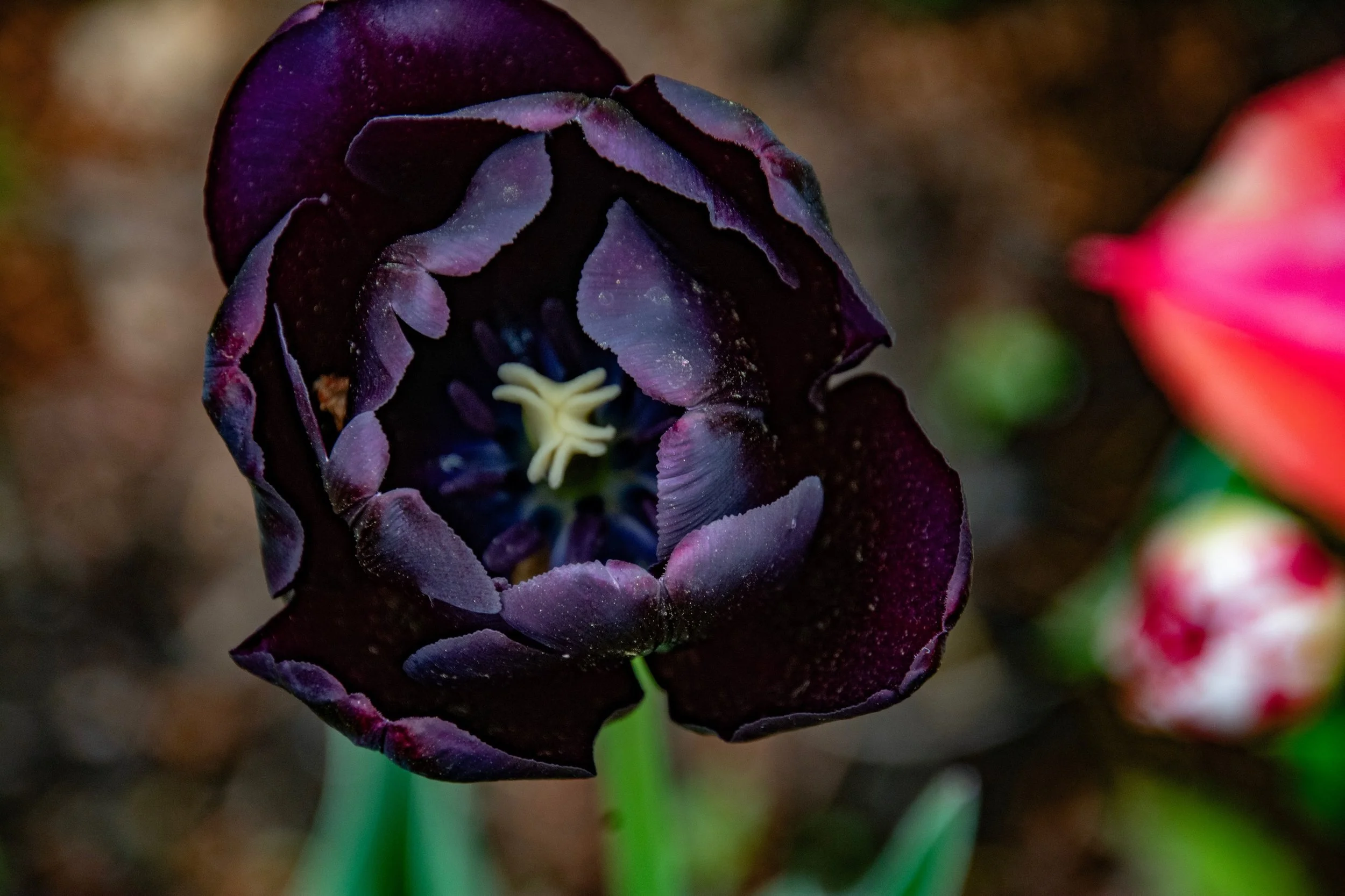 Tulip time! 🌷