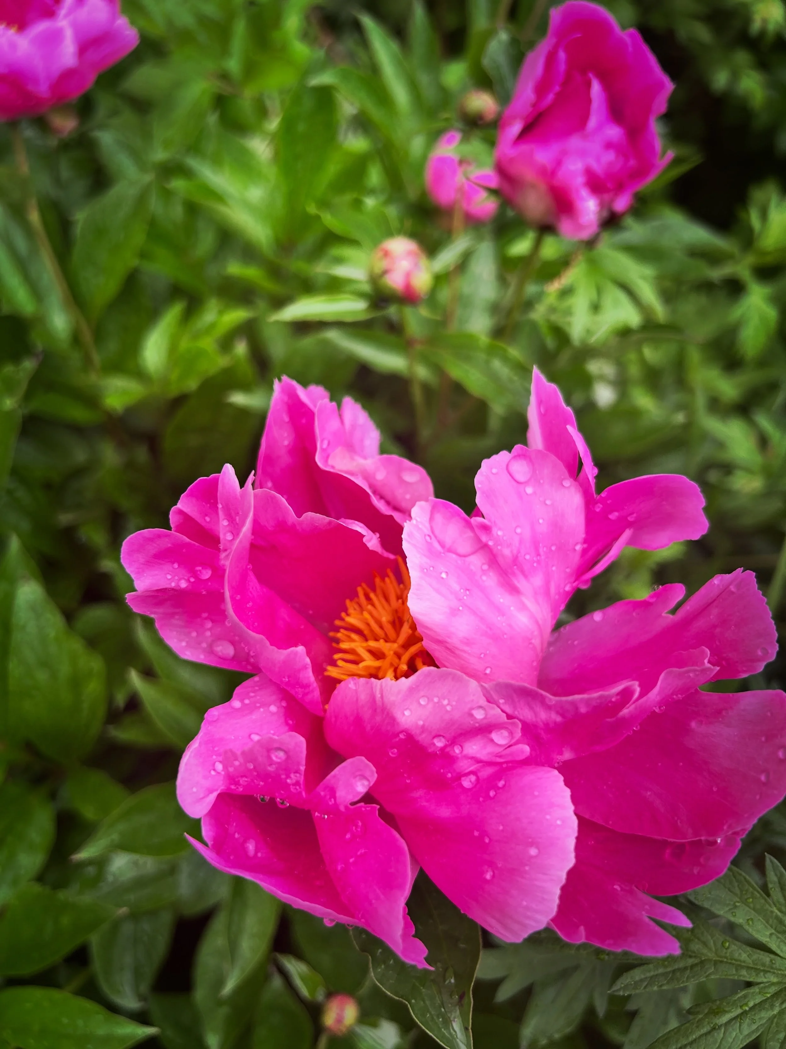 It's officially peony season! 😍