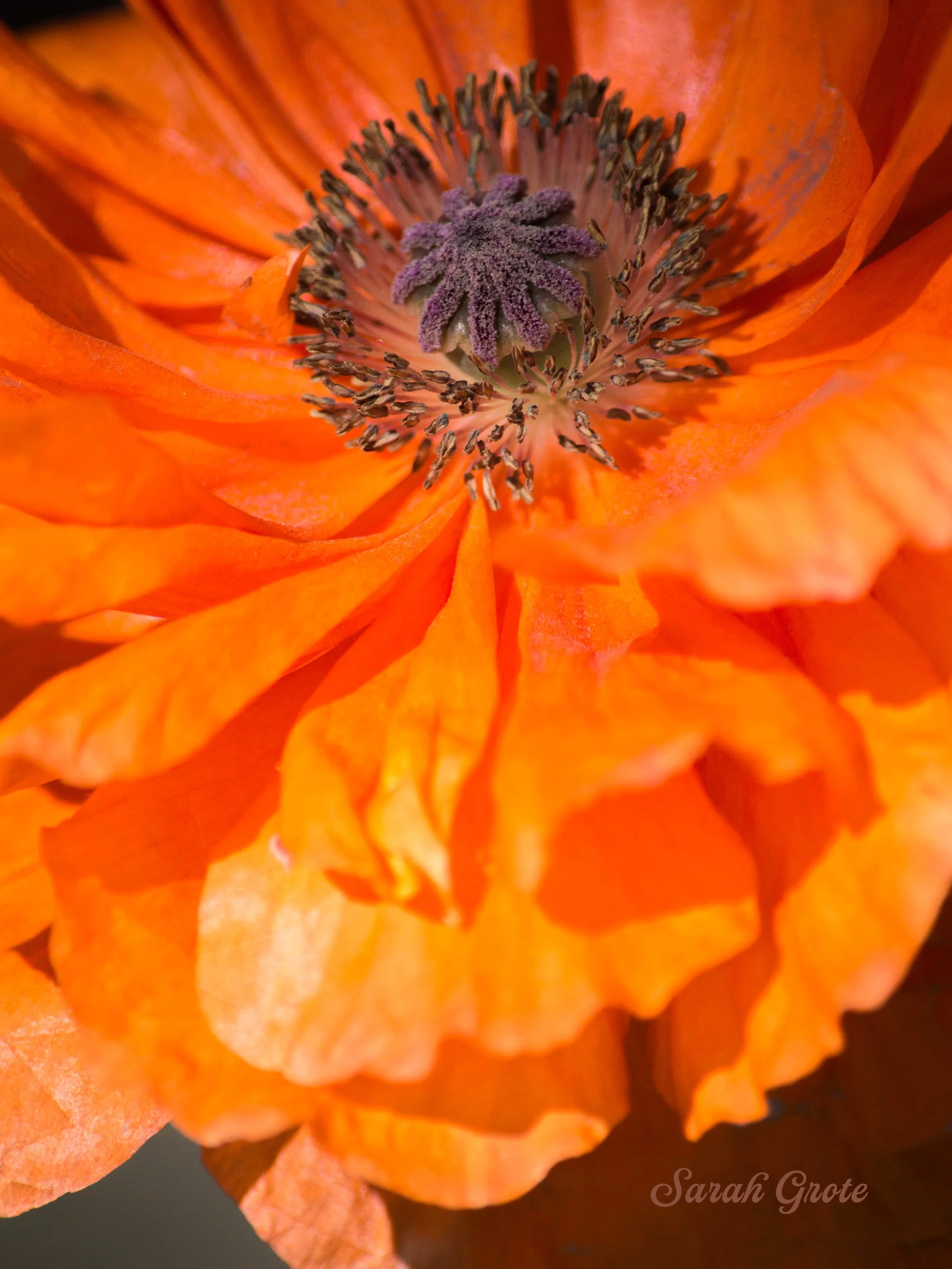 Oh how I love the flowers of May 😍

#ctphotographer #floral #fewofmyfavoritethings #springflowers