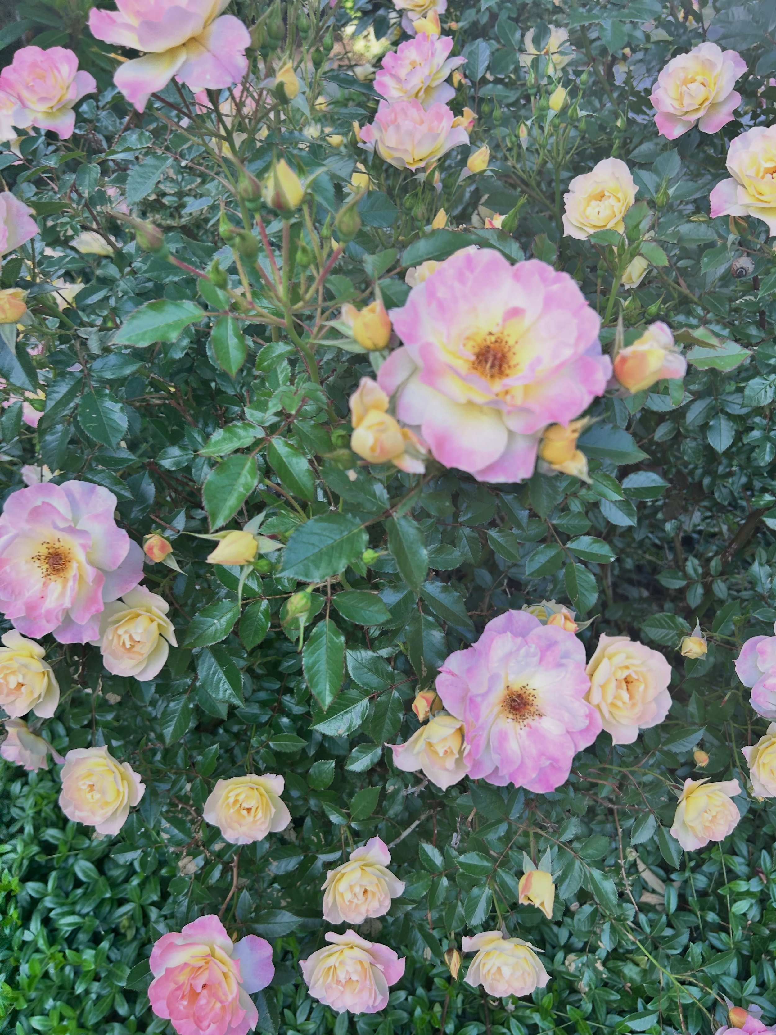 Ahhh it is rose season! 🤩