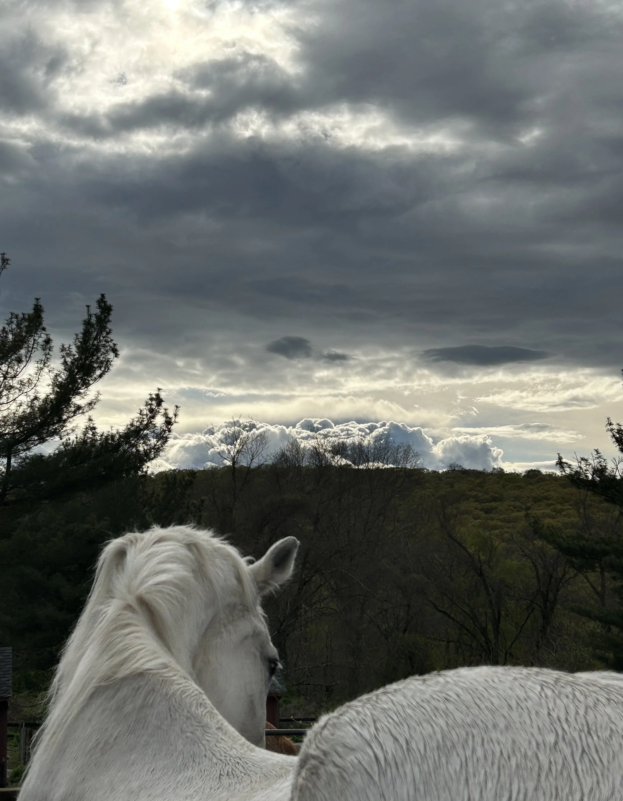 Fiona and the Stormy Skies - Sarah Grote.jpg