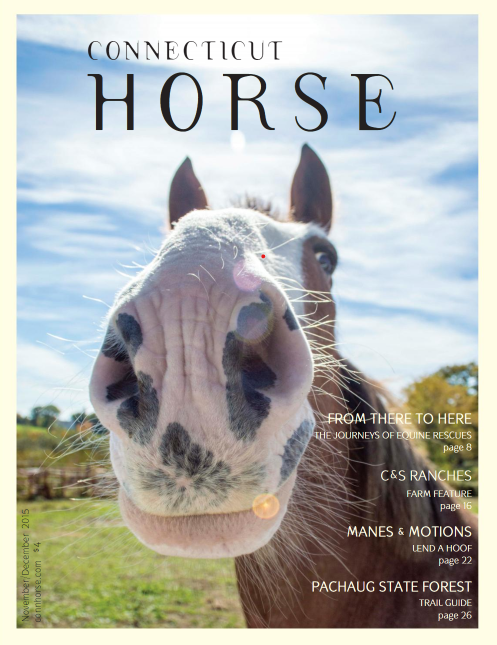 Connecticut Horse - Moose Cover Photo.png