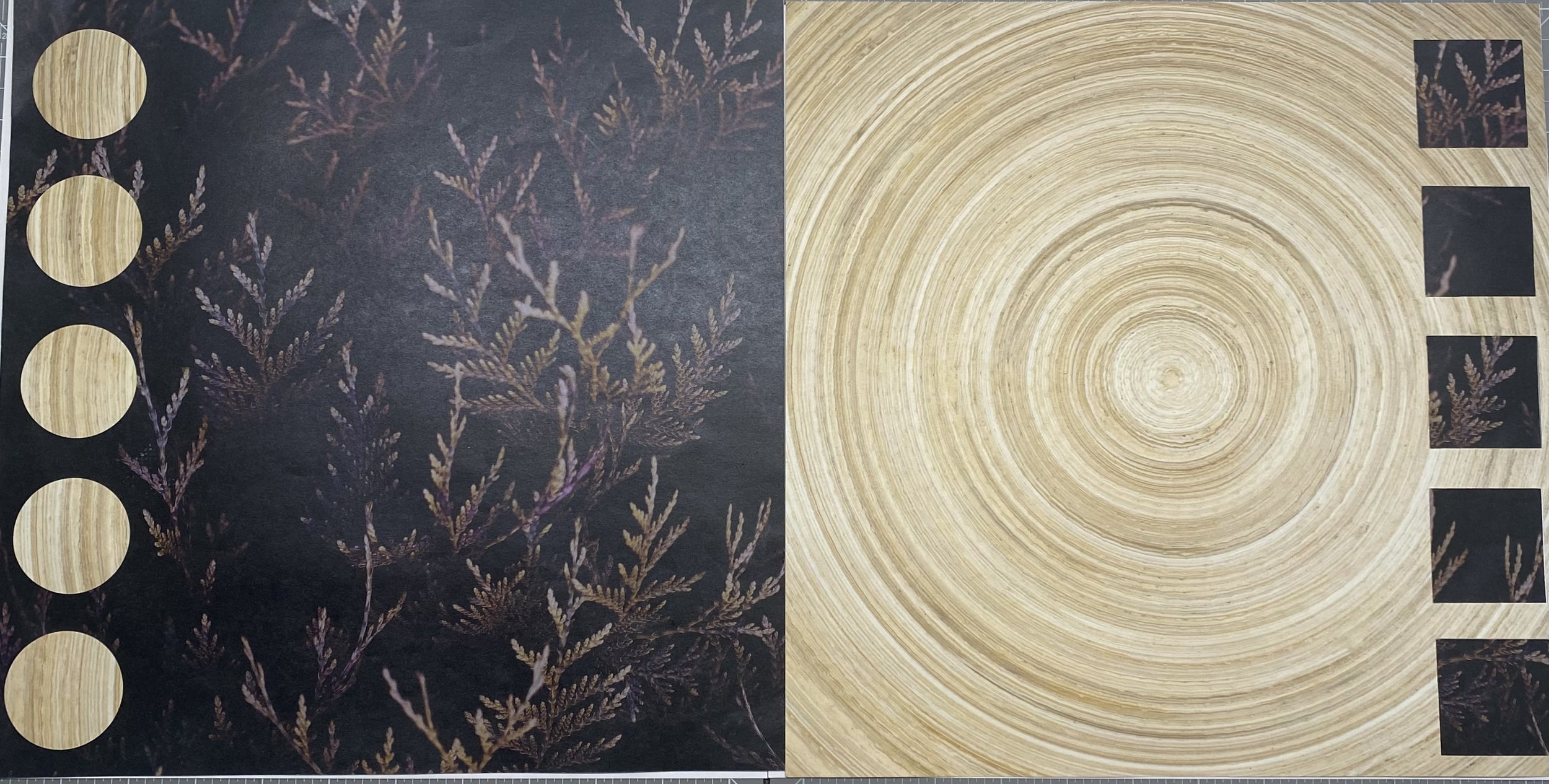 Tree leaves & rings left & right .jpeg