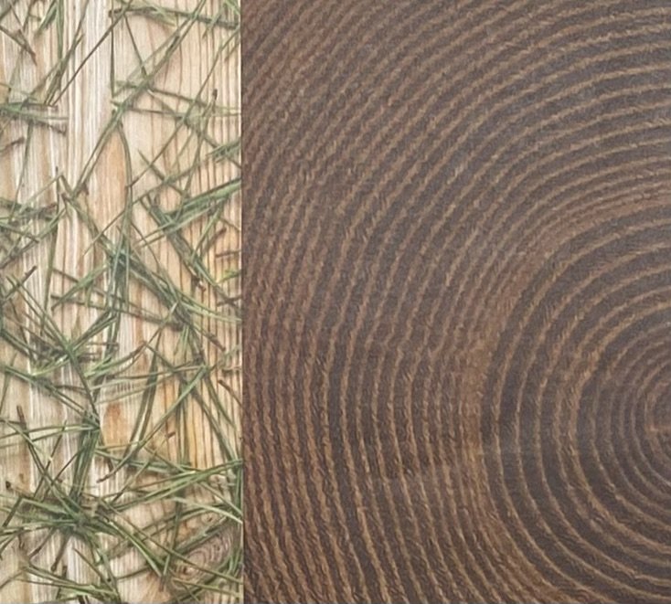 Pine tree left detail .jpeg