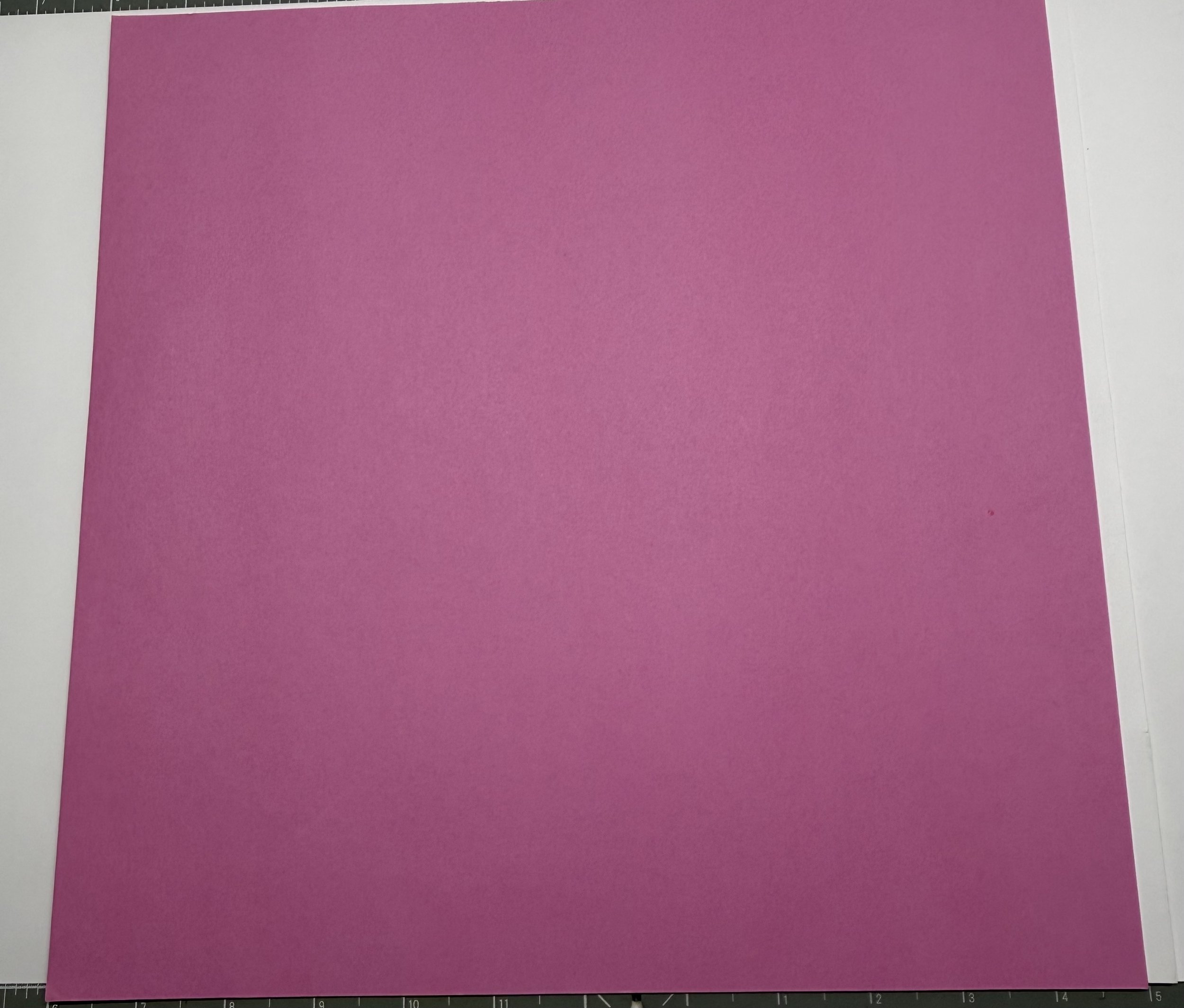 Back, Cute & Cameras.jpg